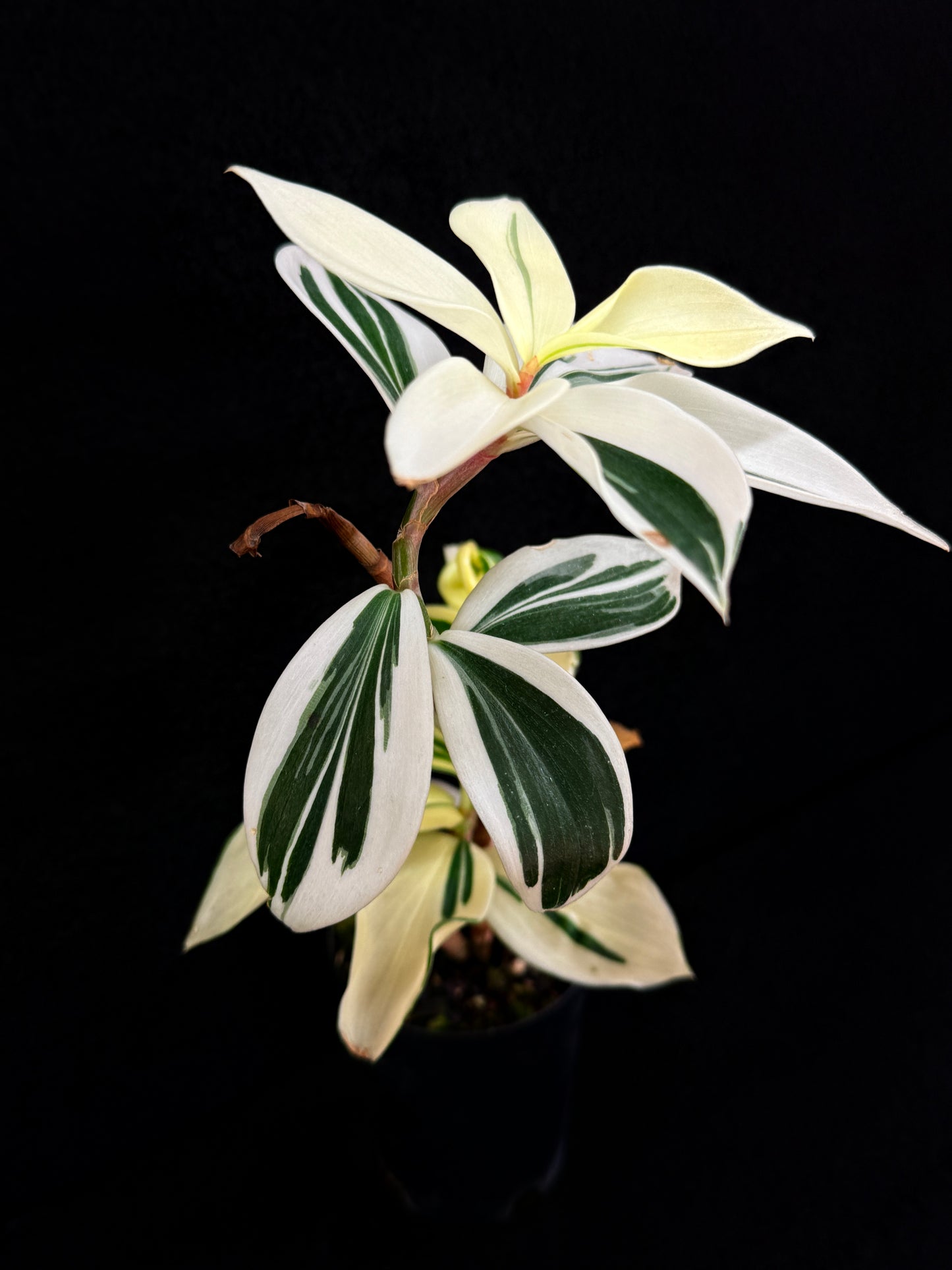 Costos arabicus variegata aka 'Variegated Spiral Ginger' - Rarely Offered D55