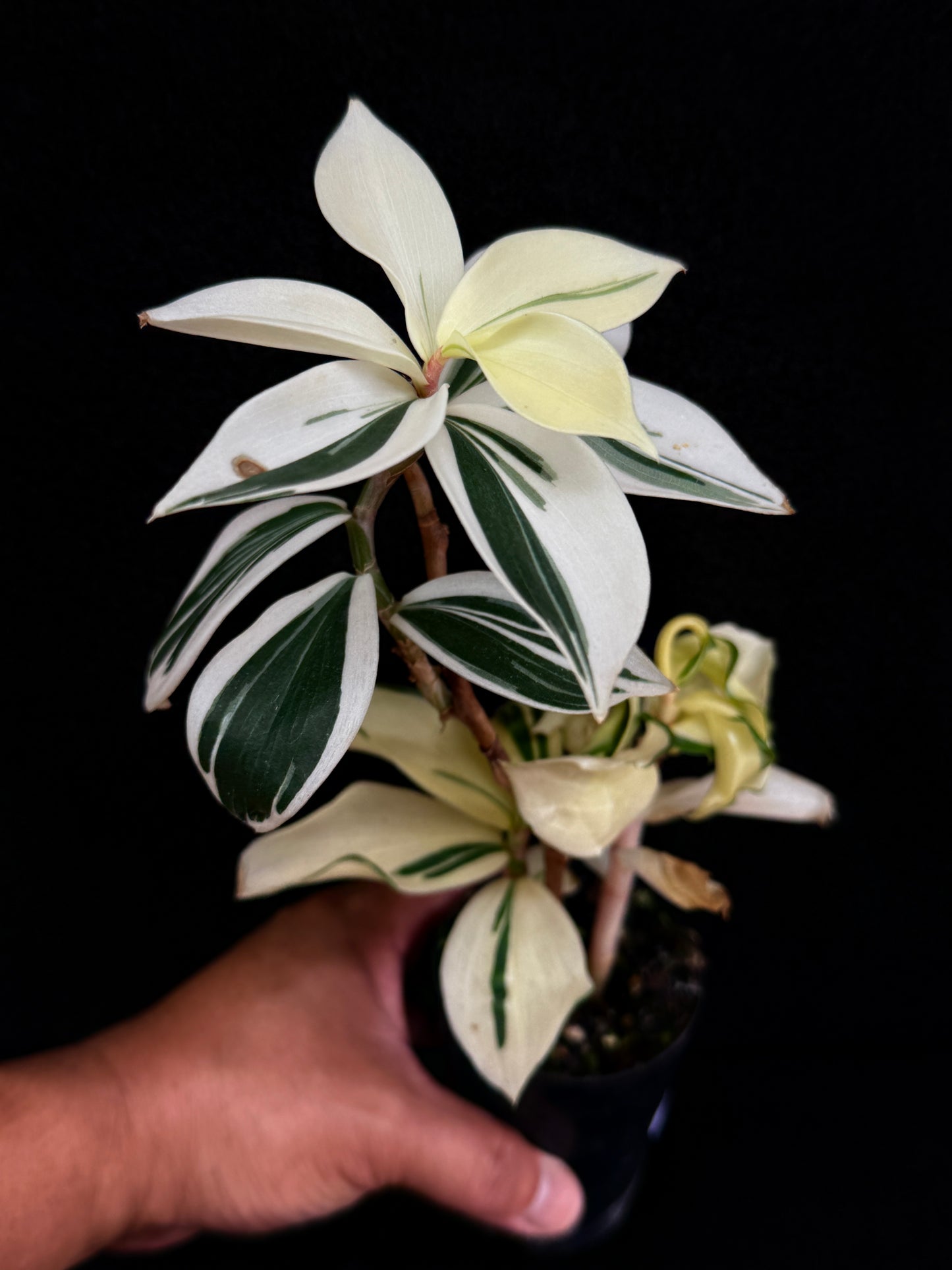 Costos arabicus variegata aka 'Variegated Spiral Ginger' - Rarely Offered D55