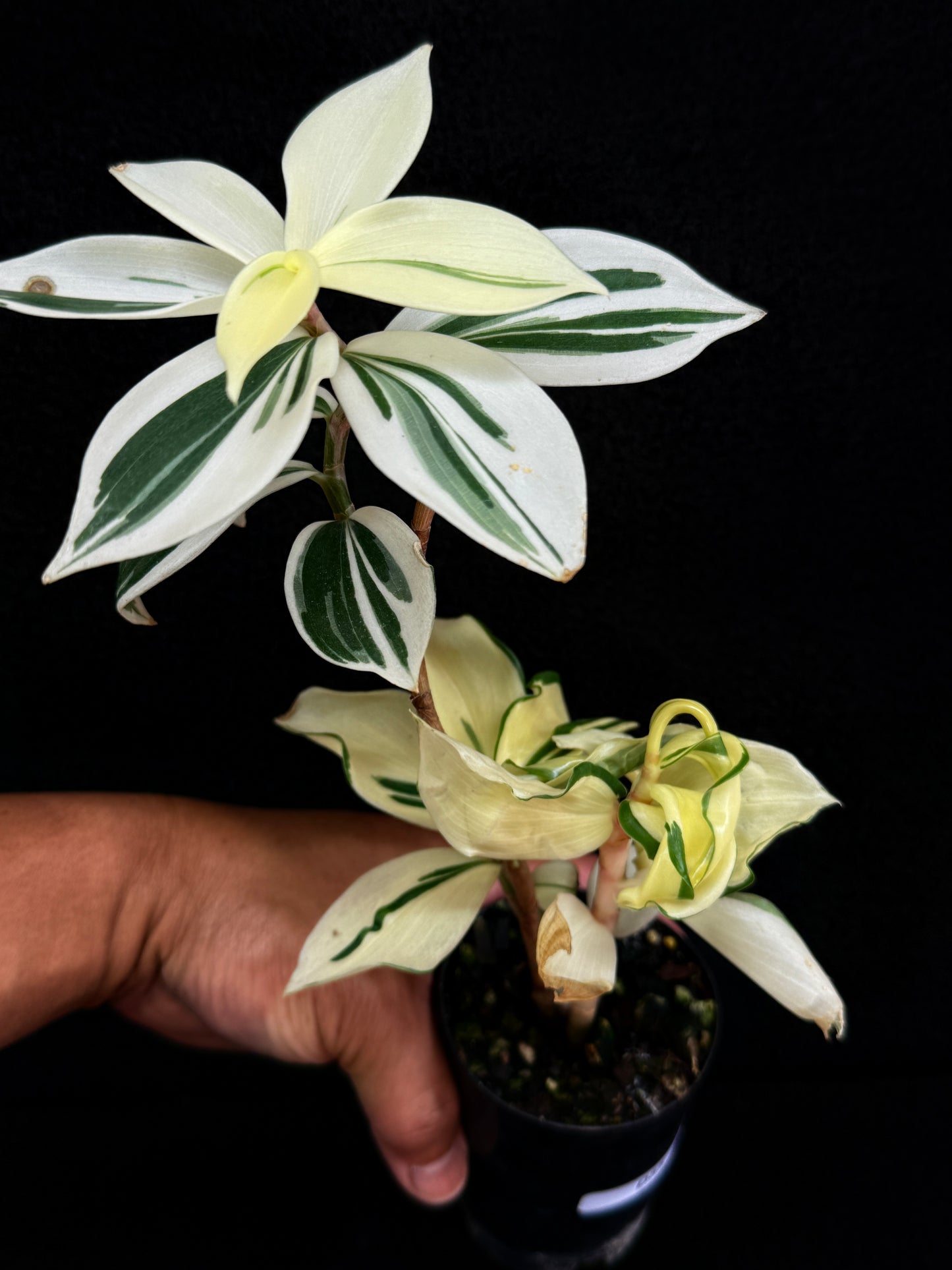 Costos arabicus variegata aka 'Variegated Spiral Ginger' - Rarely Offered D55