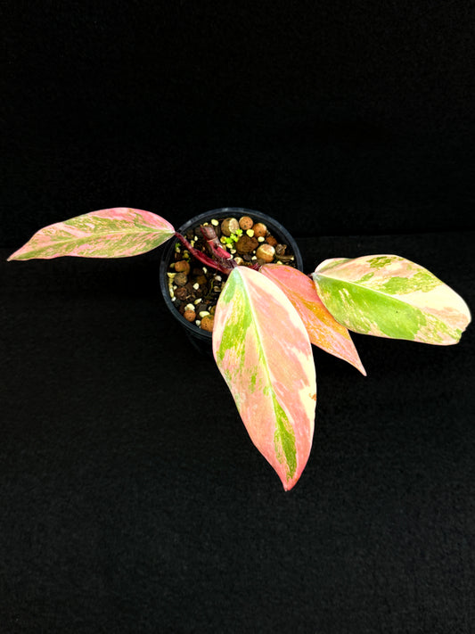 Philodendron 'Strawberry Shake' - Highly Variegated NONTC. U61