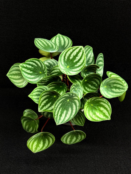 Peperomia ‘Watermelon’ O7