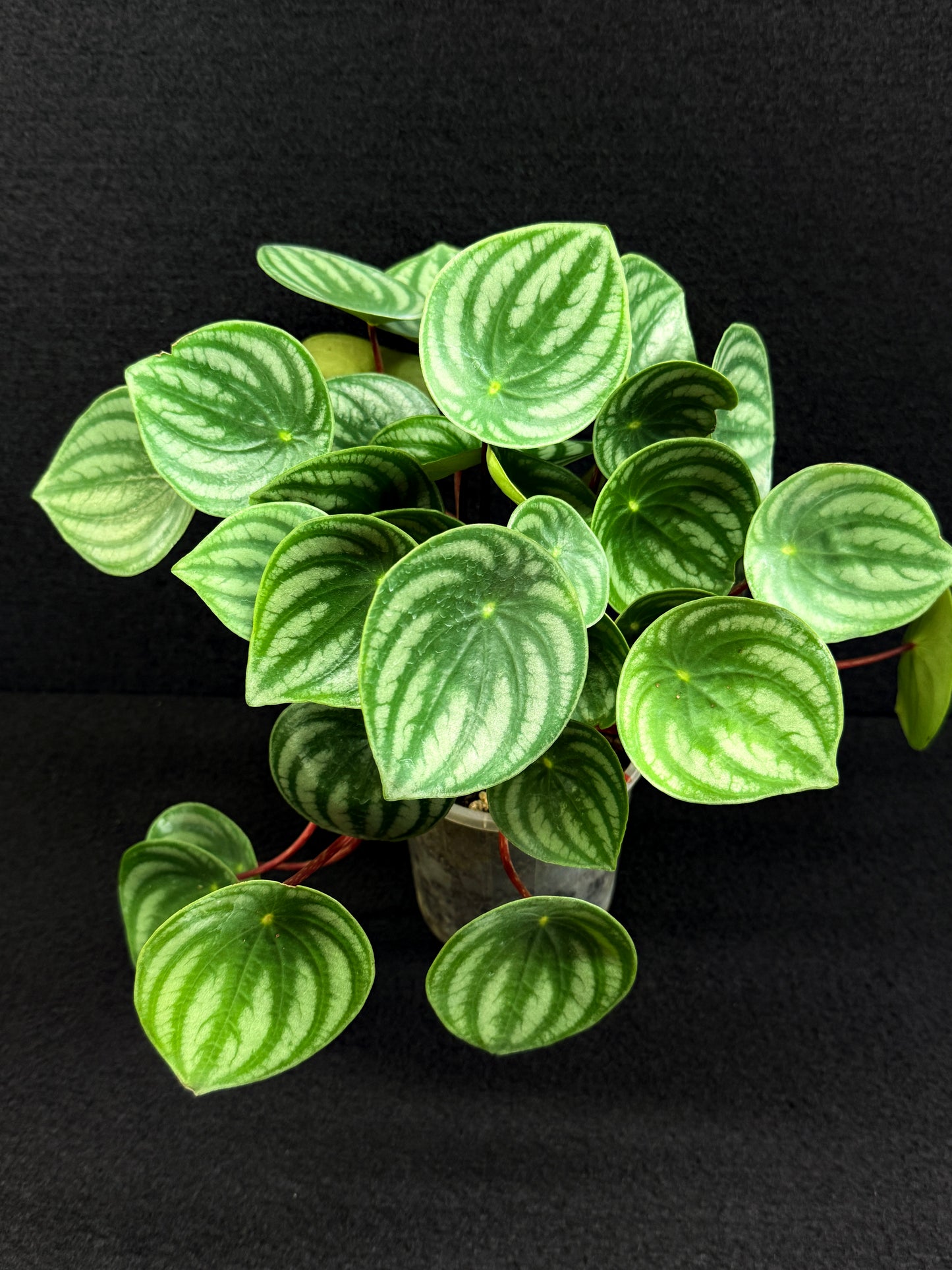 Peperomia ‘Watermelon’ O7