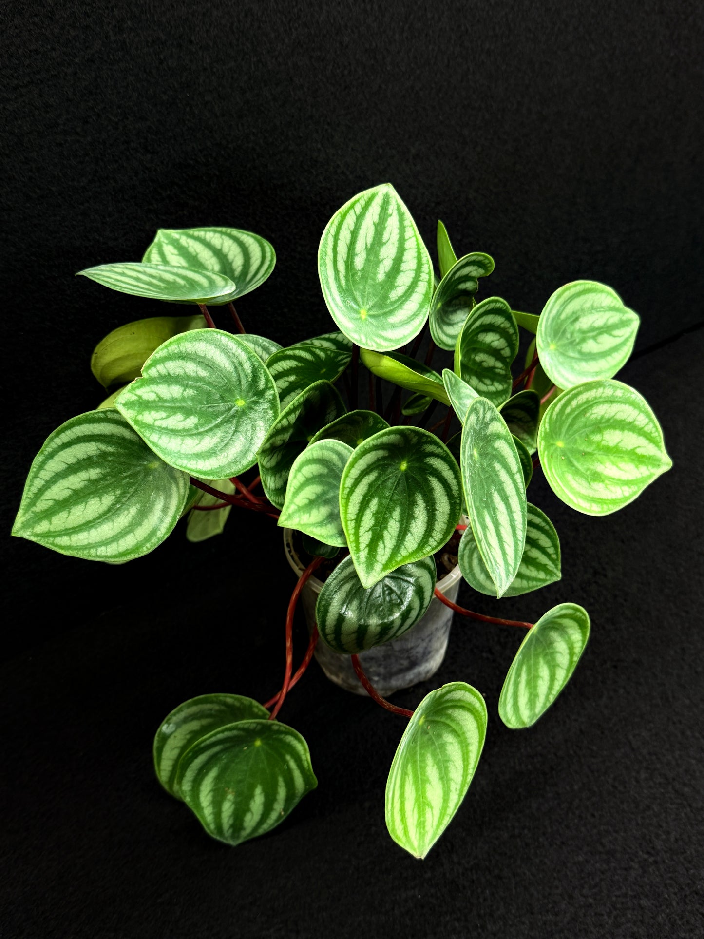 Peperomia ‘Watermelon’ O7