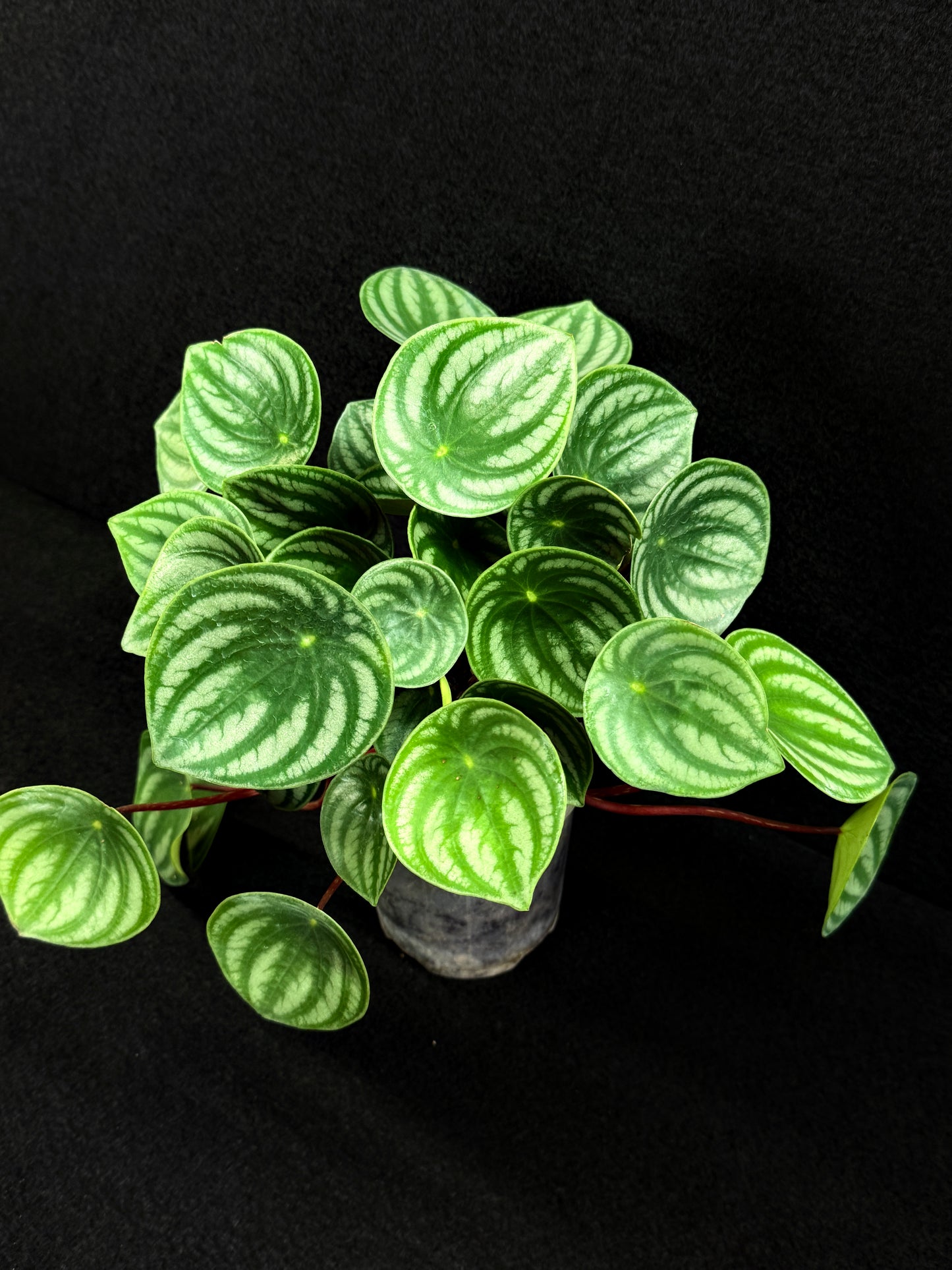 Peperomia ‘Watermelon’ O7
