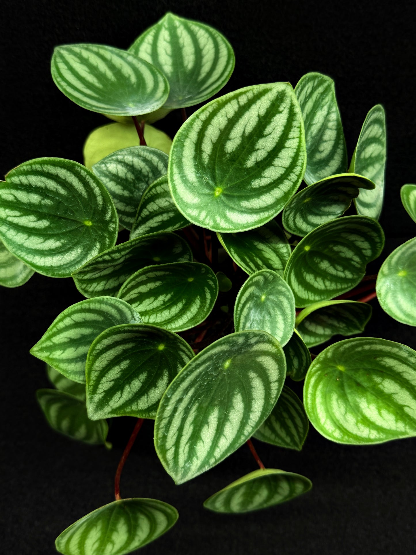 Peperomia ‘Watermelon’ O7
