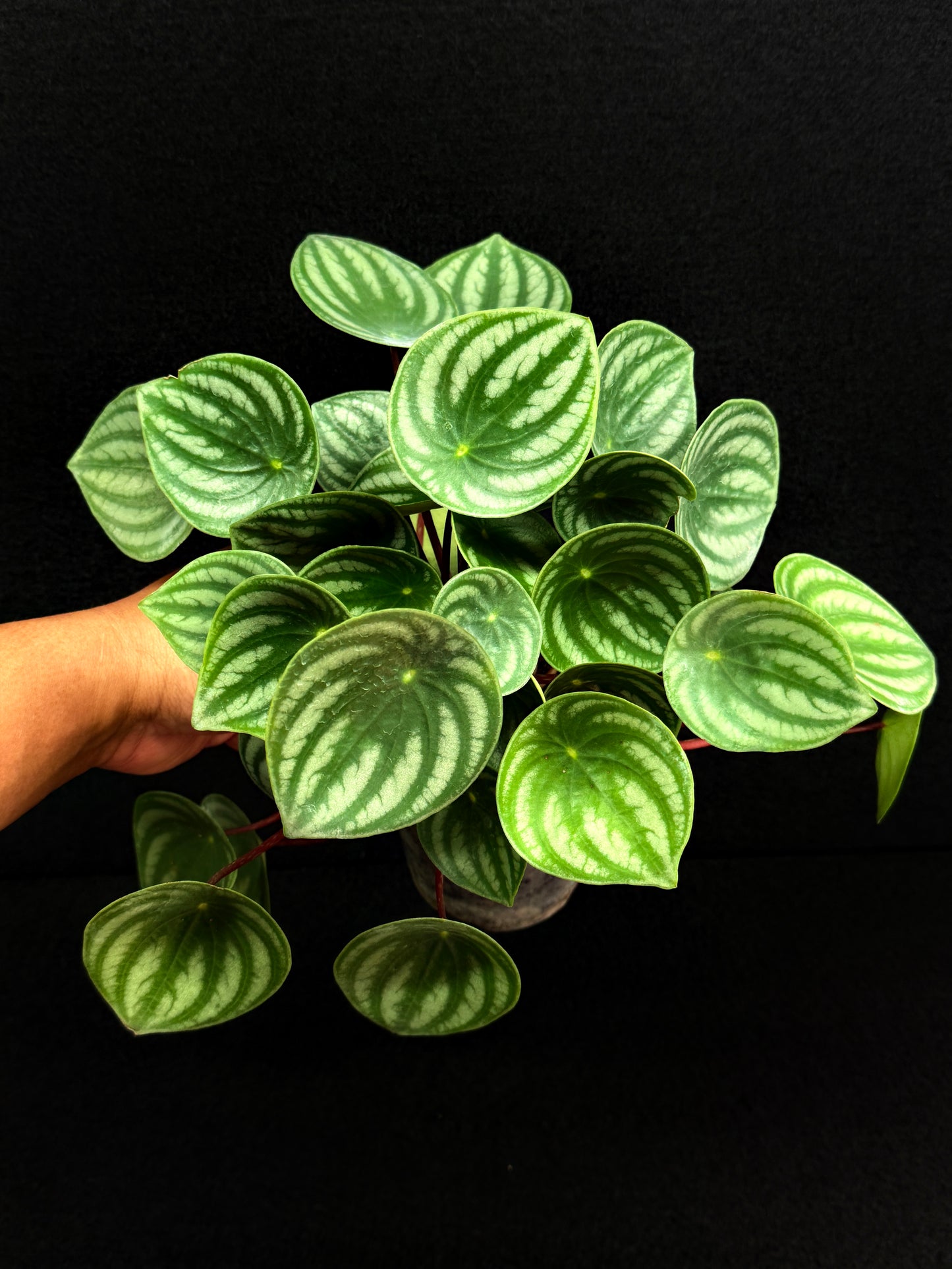 Peperomia ‘Watermelon’ O7