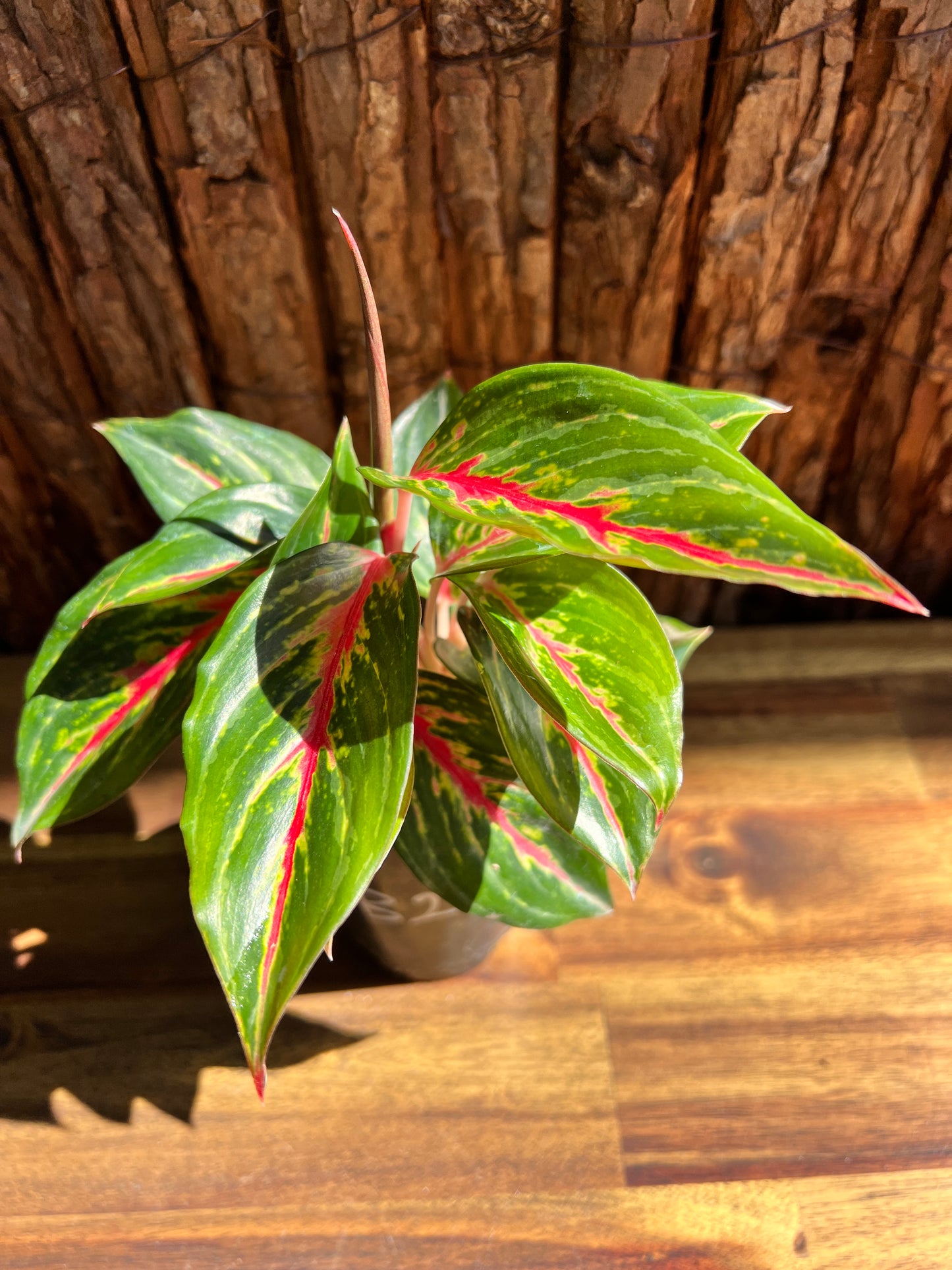 Aglaonema Ammaj Jareon B249