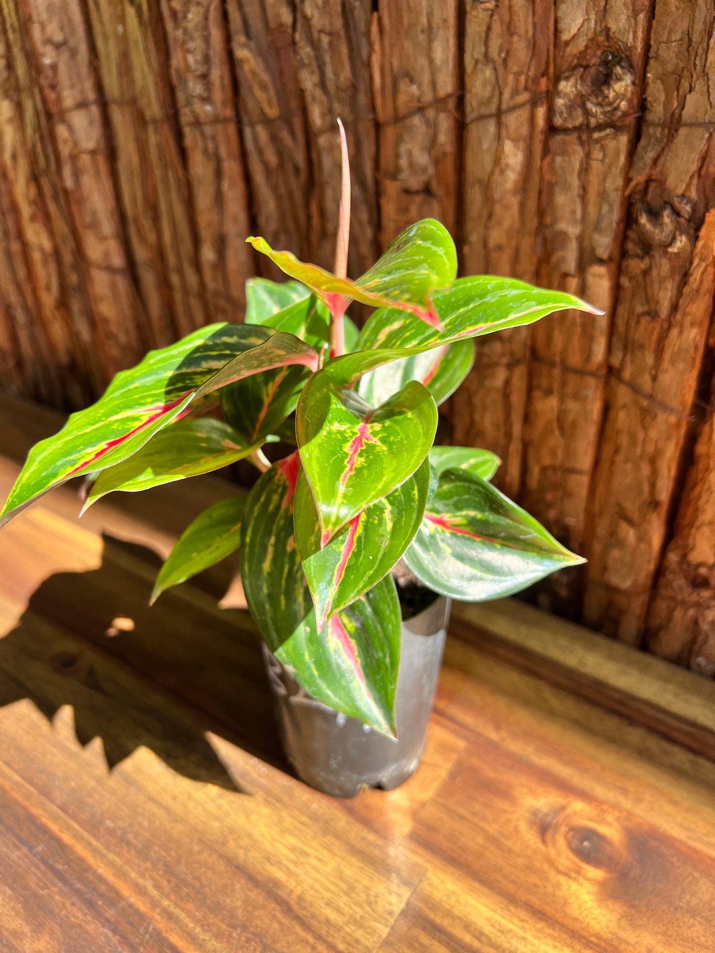 Aglaonema Ammaj Jareon B249