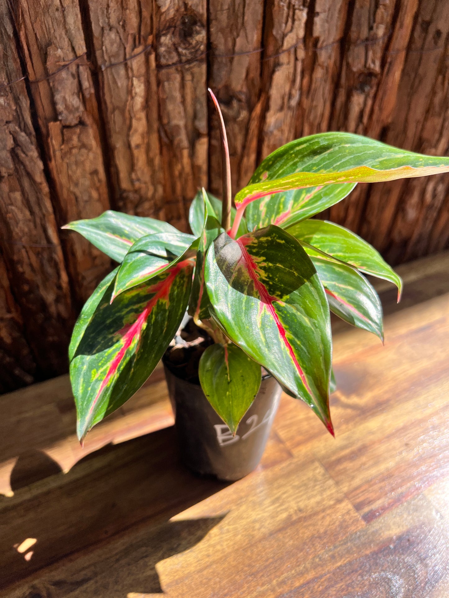 Aglaonema Ammaj Jareon B249