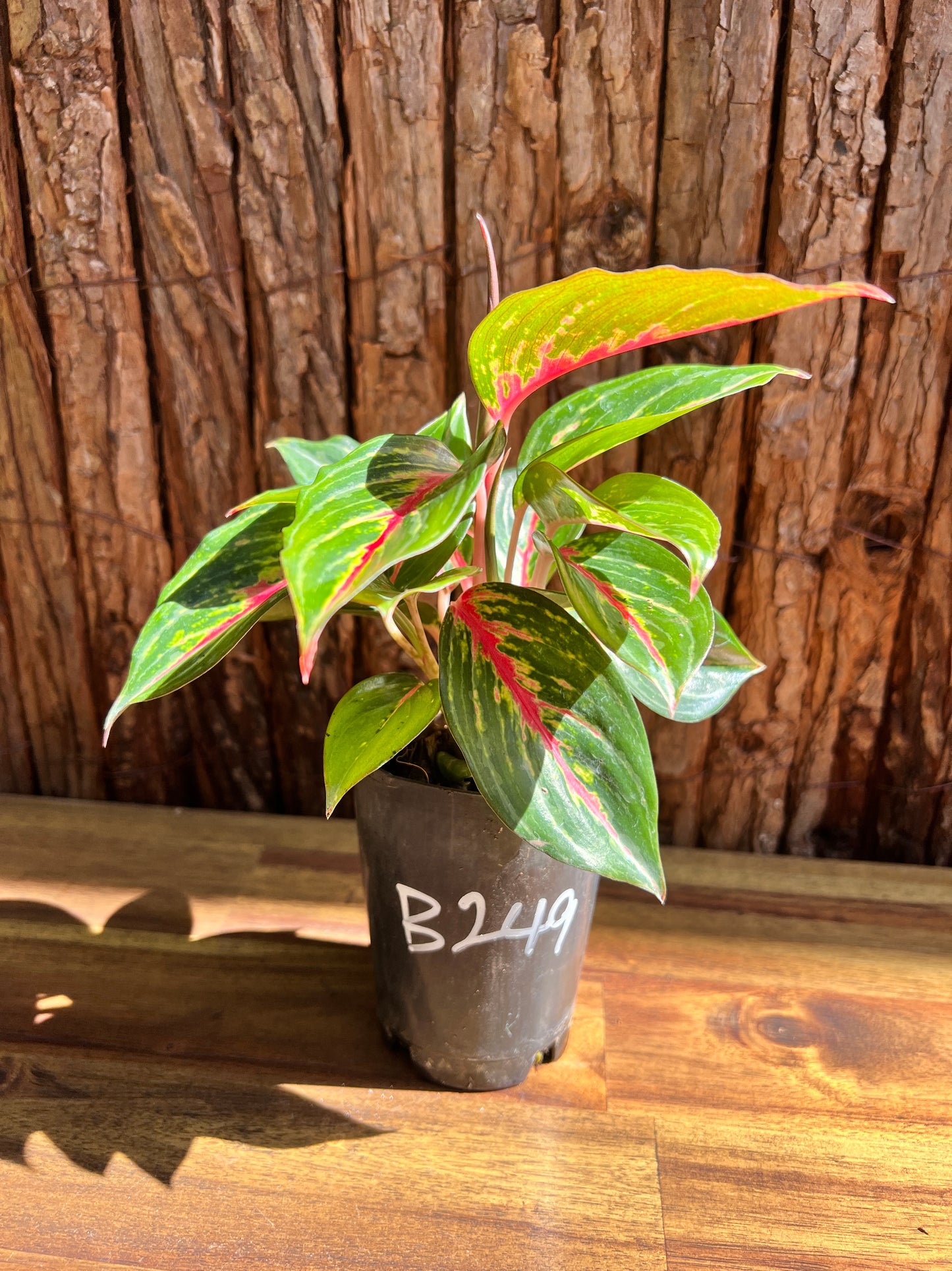 Aglaonema Ammaj Jareon B249