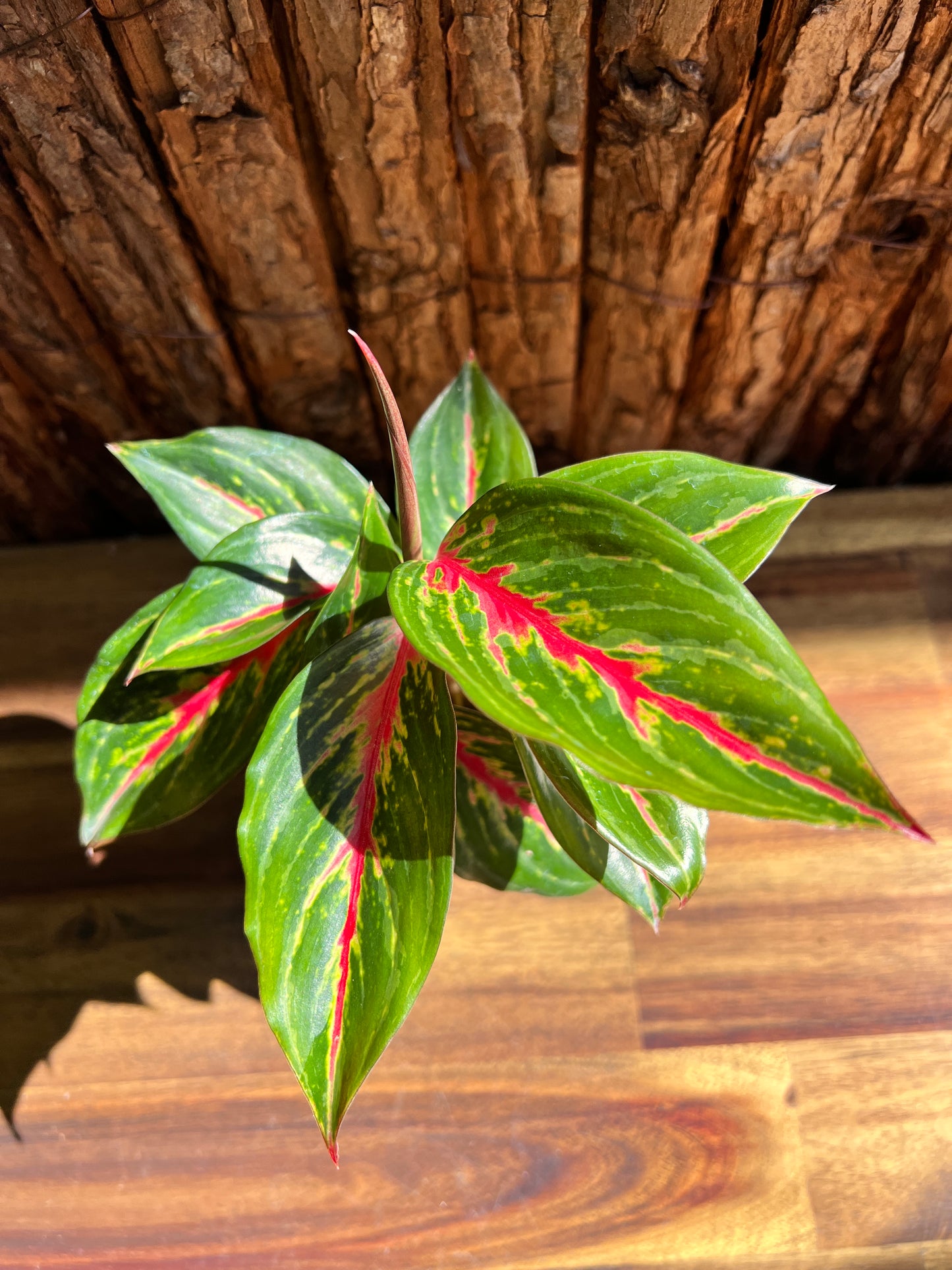 Aglaonema Ammaj Jareon B249