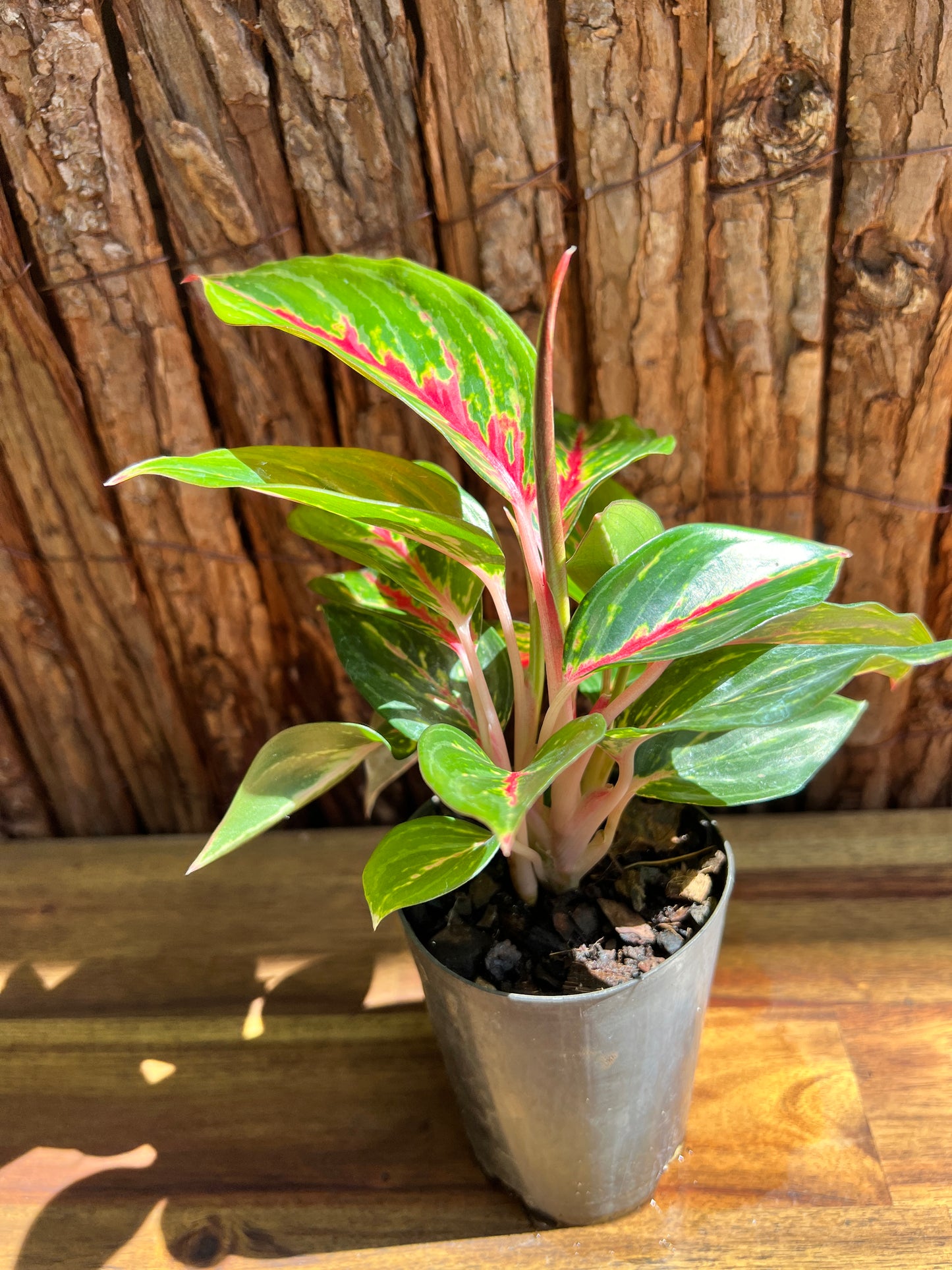 Aglaonema Ammaj Jareon B249