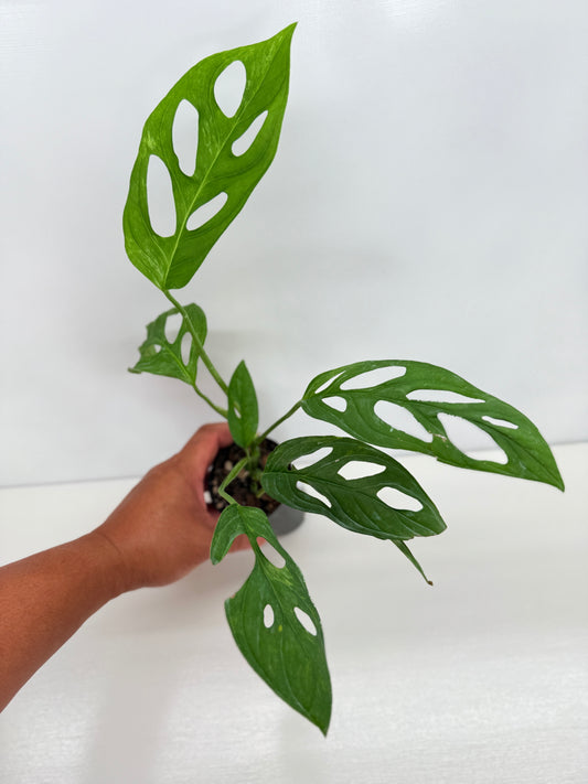 Monstera adansonii Indonesian Form Mint W8