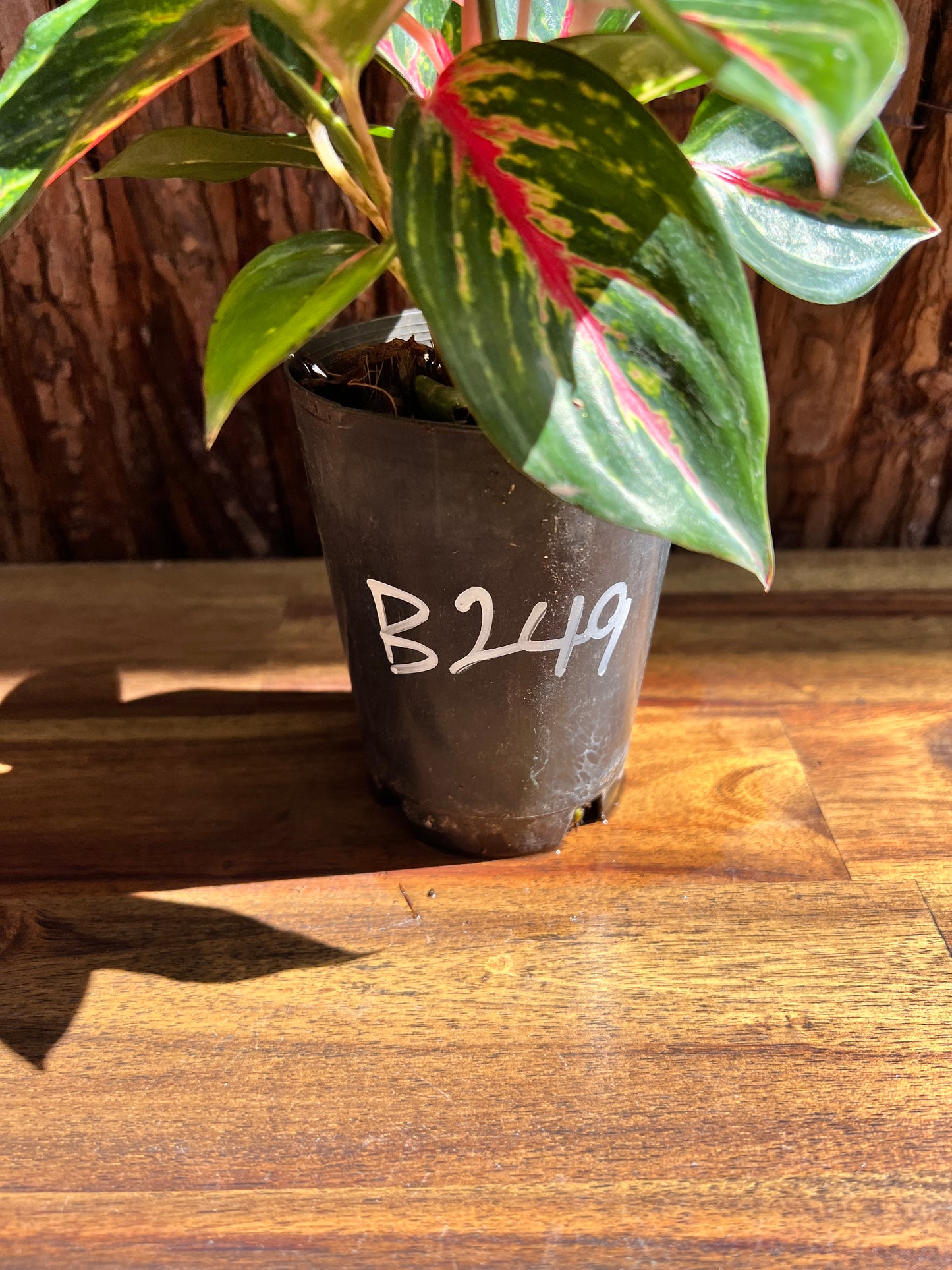 Aglaonema Ammaj Jareon B249