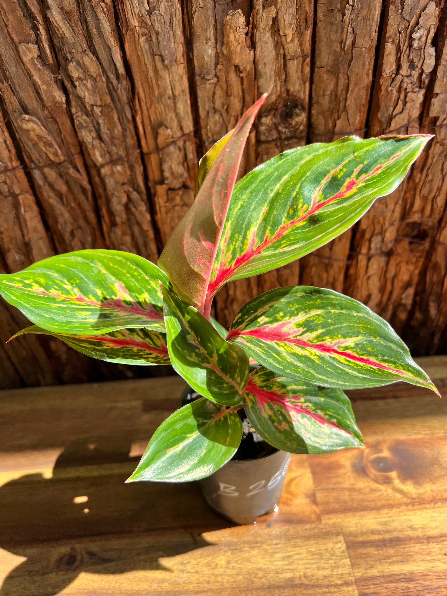 Aglaonema Ammaj Jareon B250