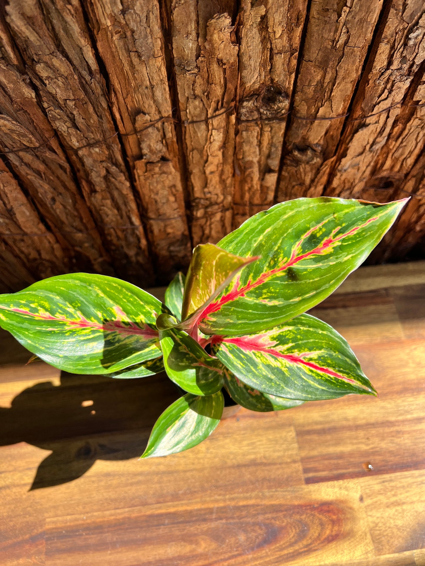 Aglaonema Ammaj Jareon B250