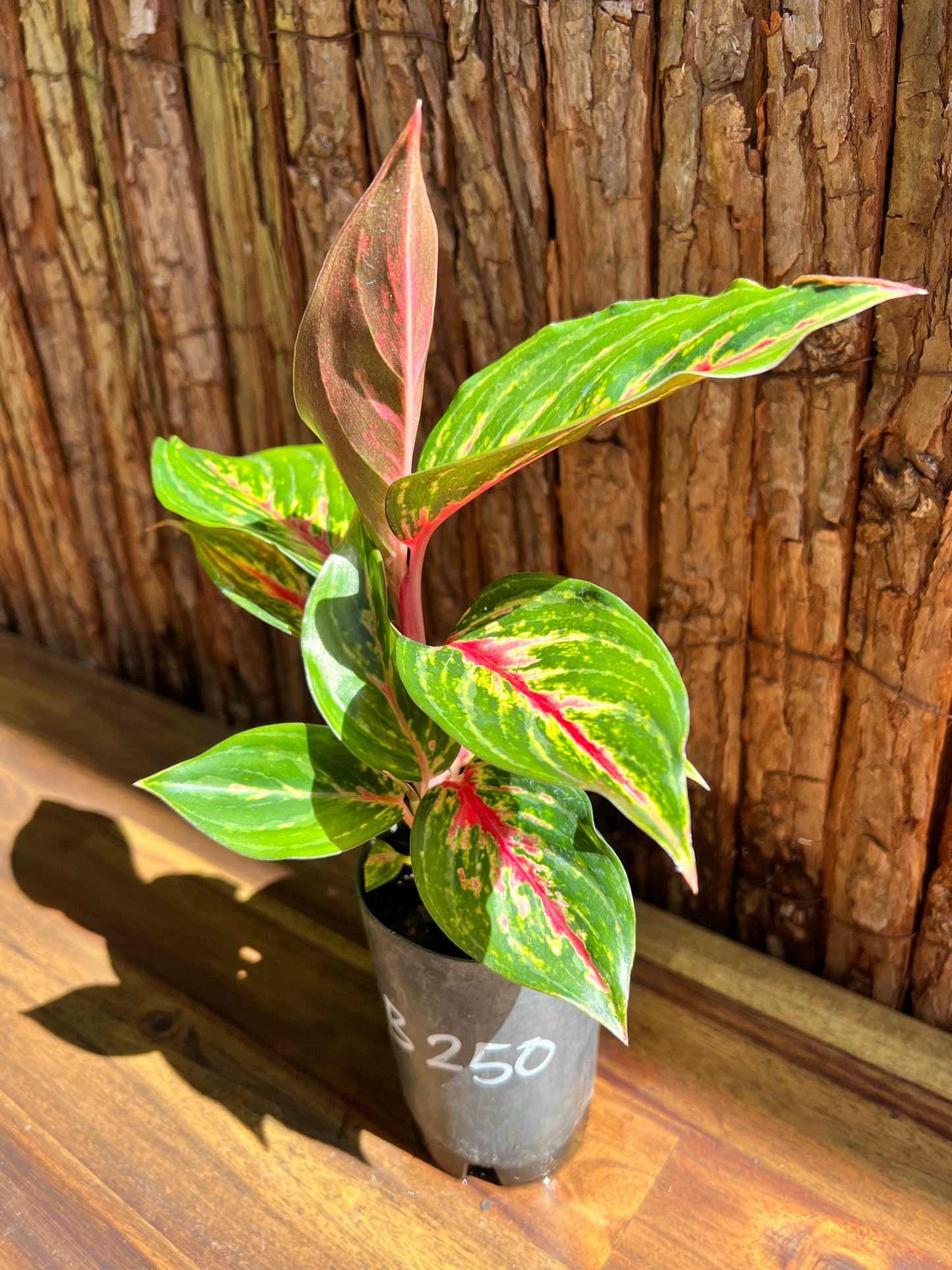 Aglaonema Ammaj Jareon B250