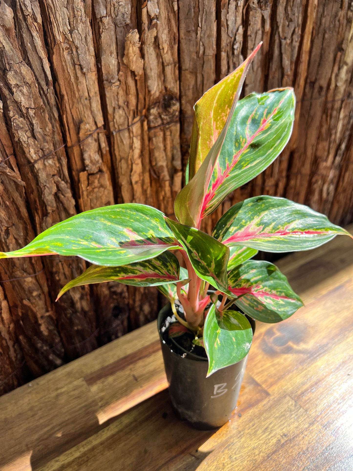 Aglaonema Ammaj Jareon B250