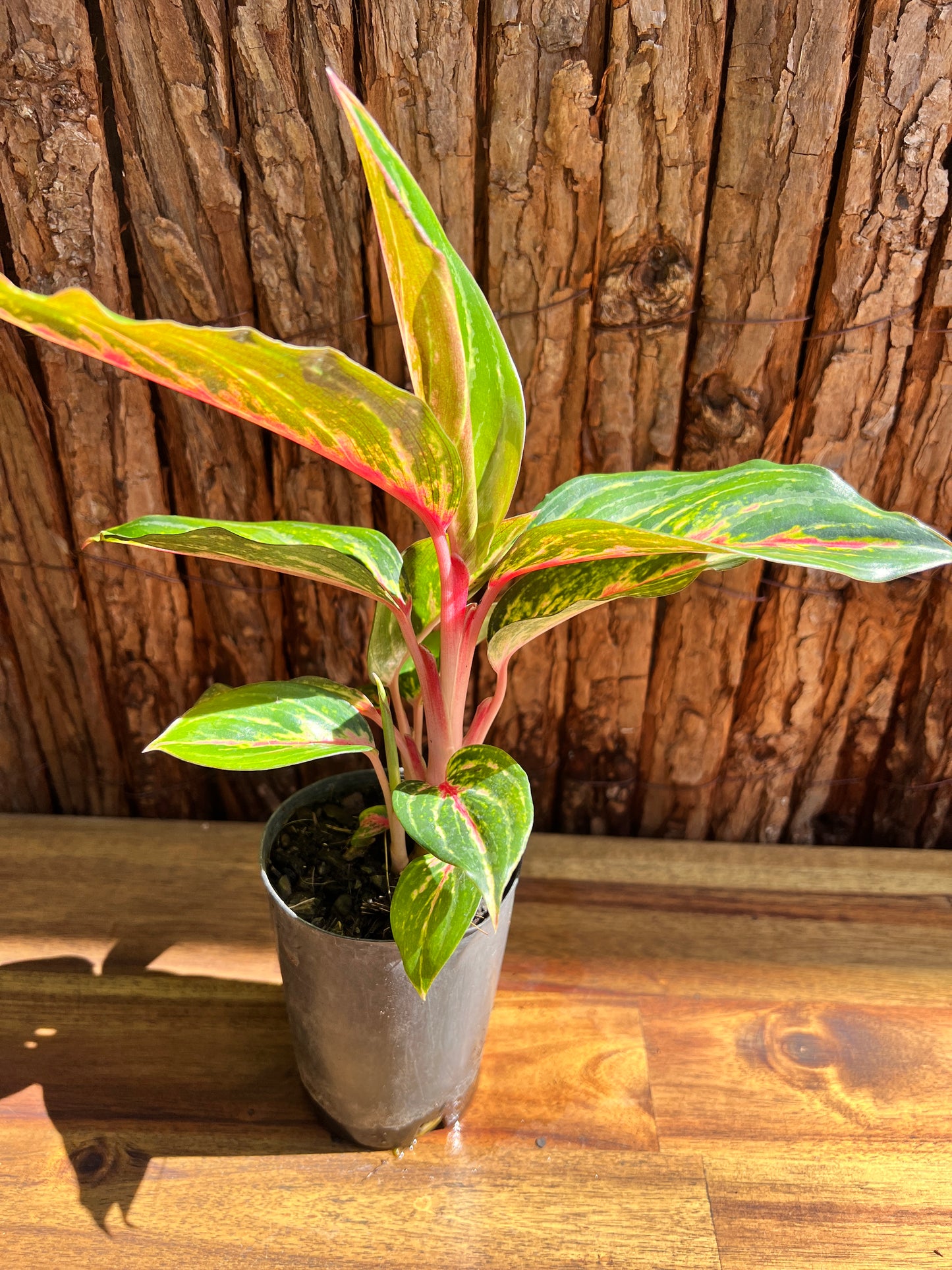 Aglaonema Ammaj Jareon B250