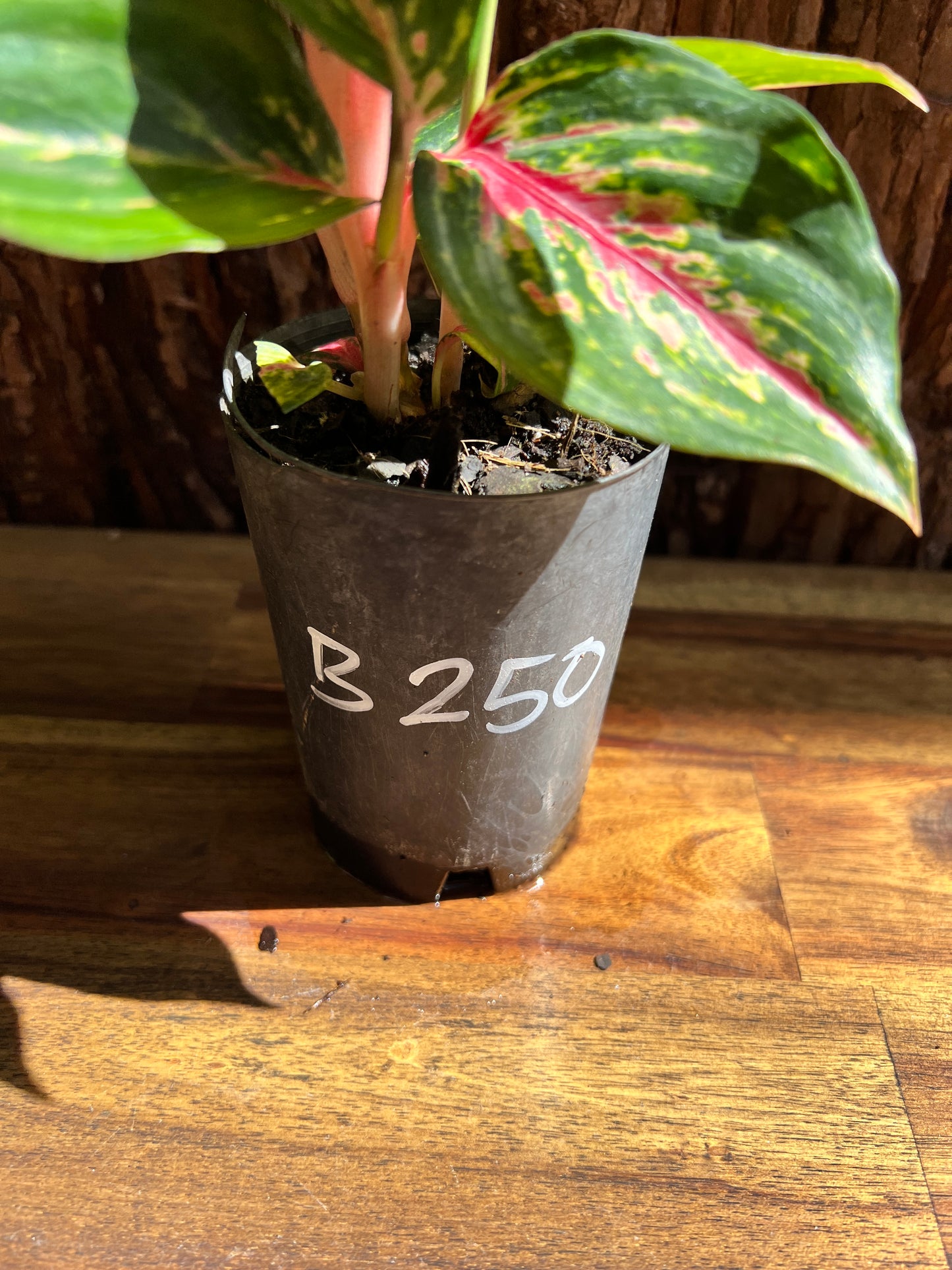 Aglaonema Ammaj Jareon B250