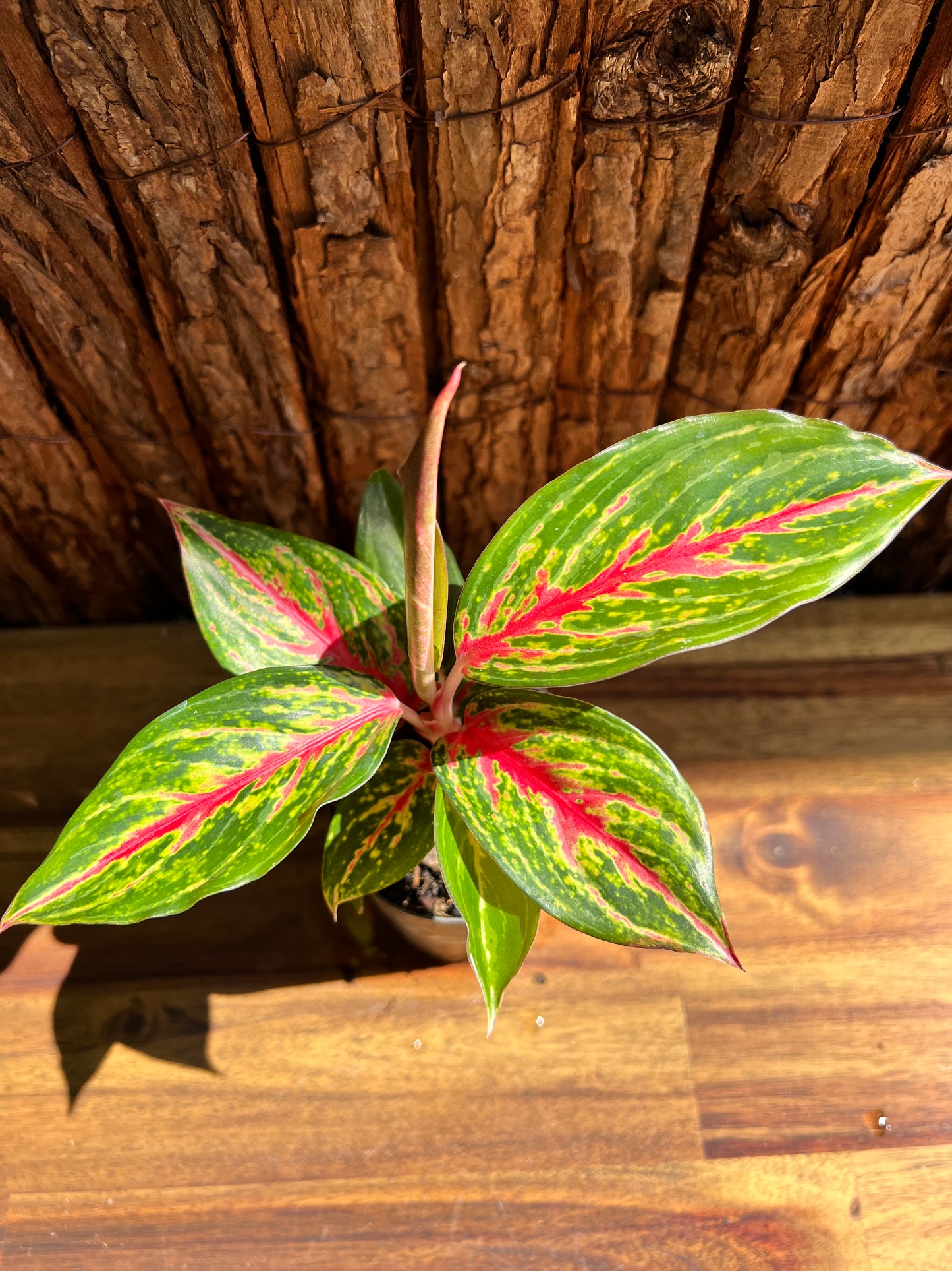 Aglaonema Ammaj Jareon B251