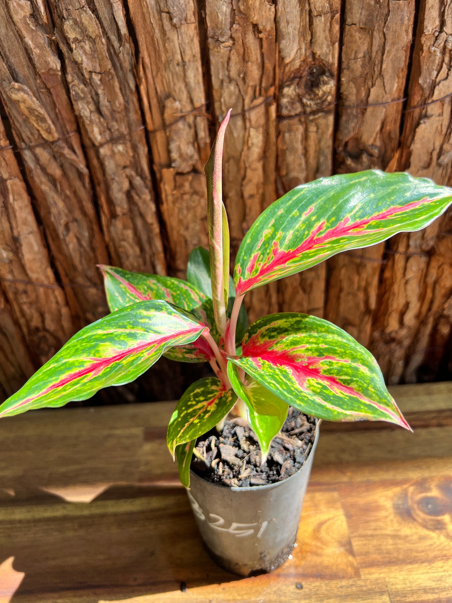 Aglaonema Ammaj Jareon B251