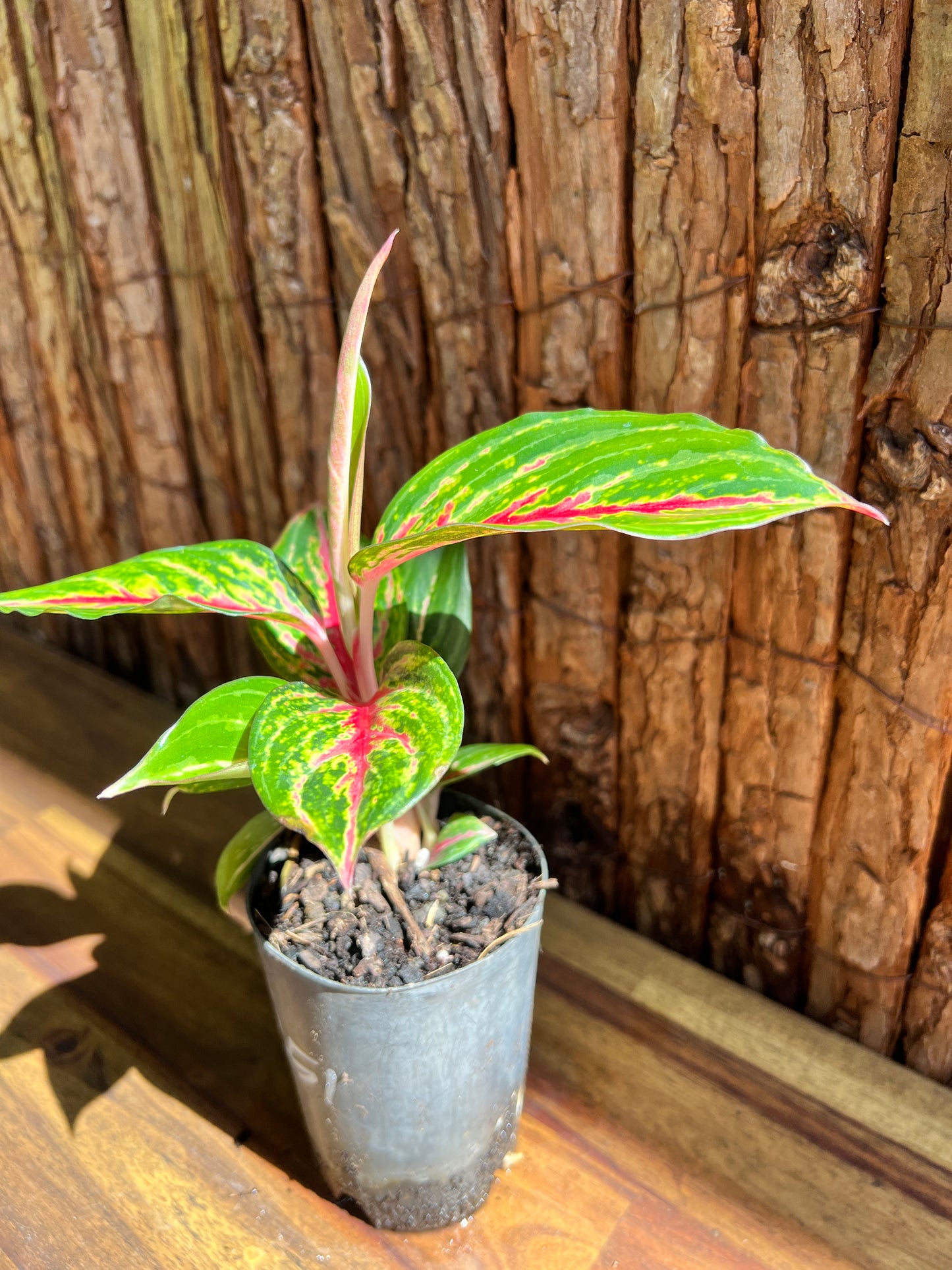 Aglaonema Ammaj Jareon B251