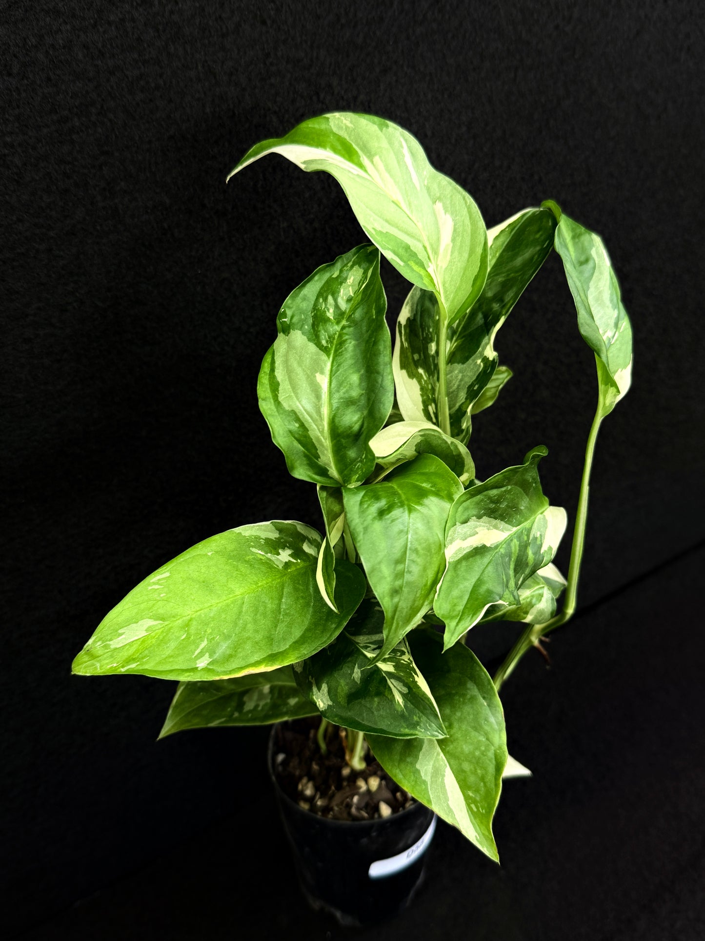 Monstera laniata Variegata D58
