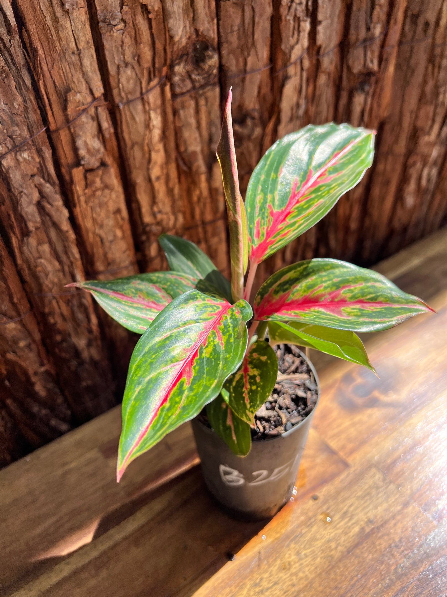 Aglaonema Ammaj Jareon B251