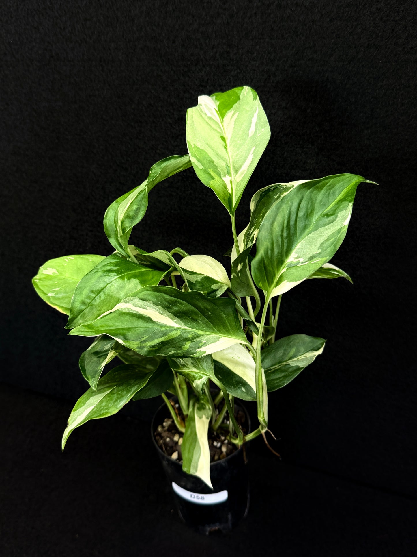 Monstera laniata Variegata D58