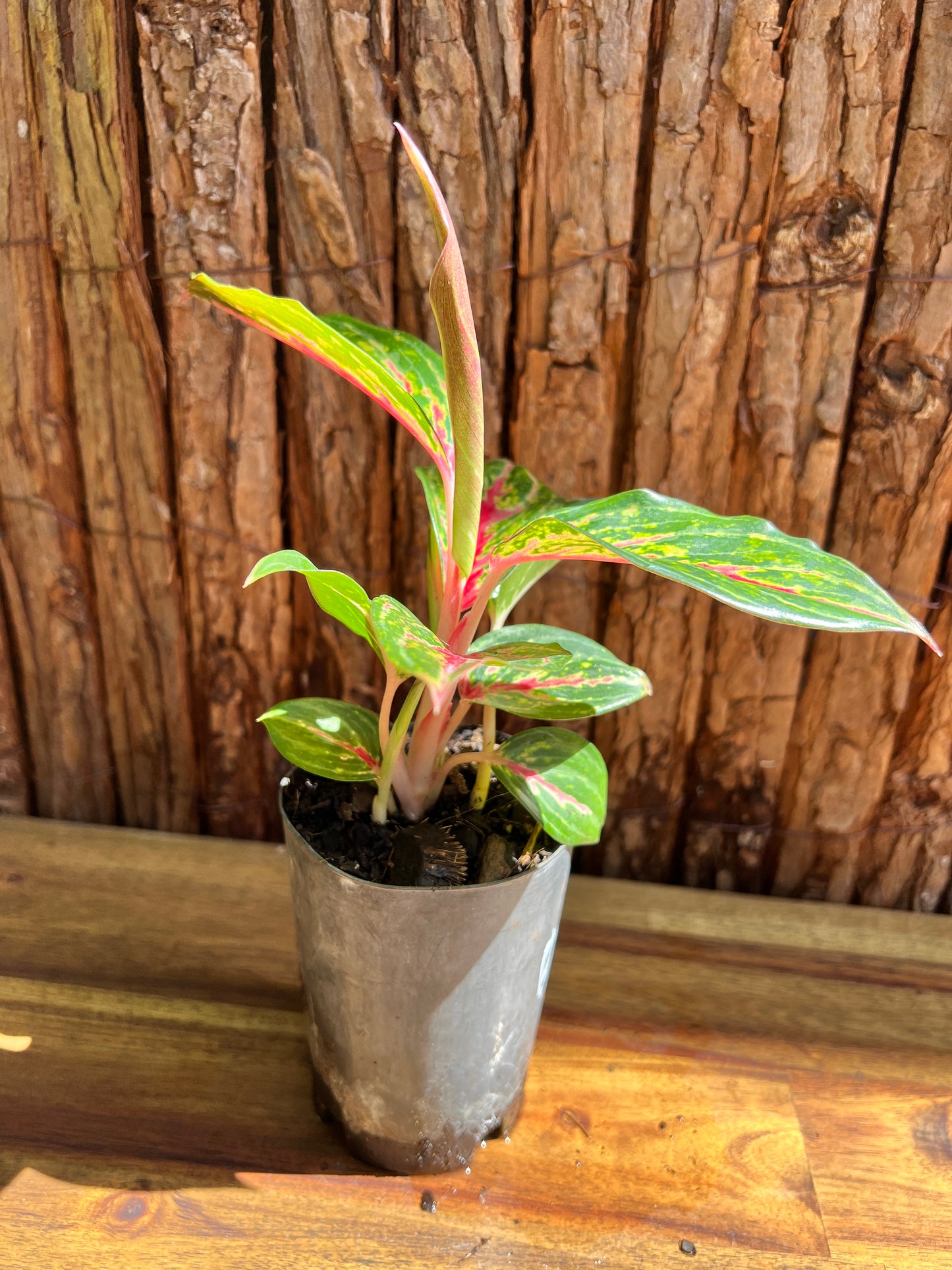 Aglaonema Ammaj Jareon B251