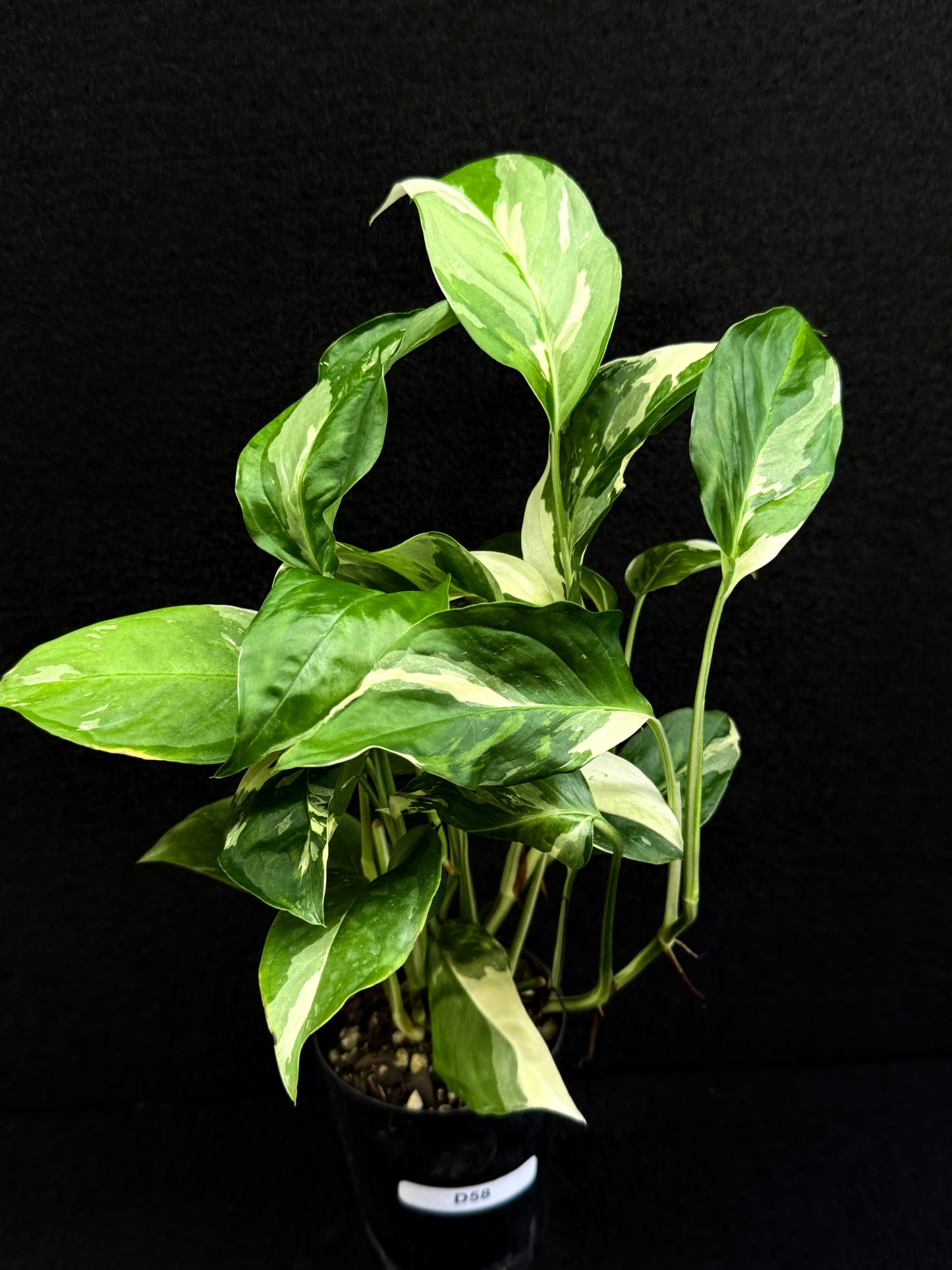 Monstera laniata Variegata D58