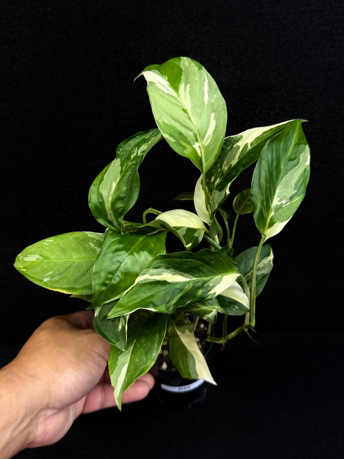 Monstera laniata Variegata D58