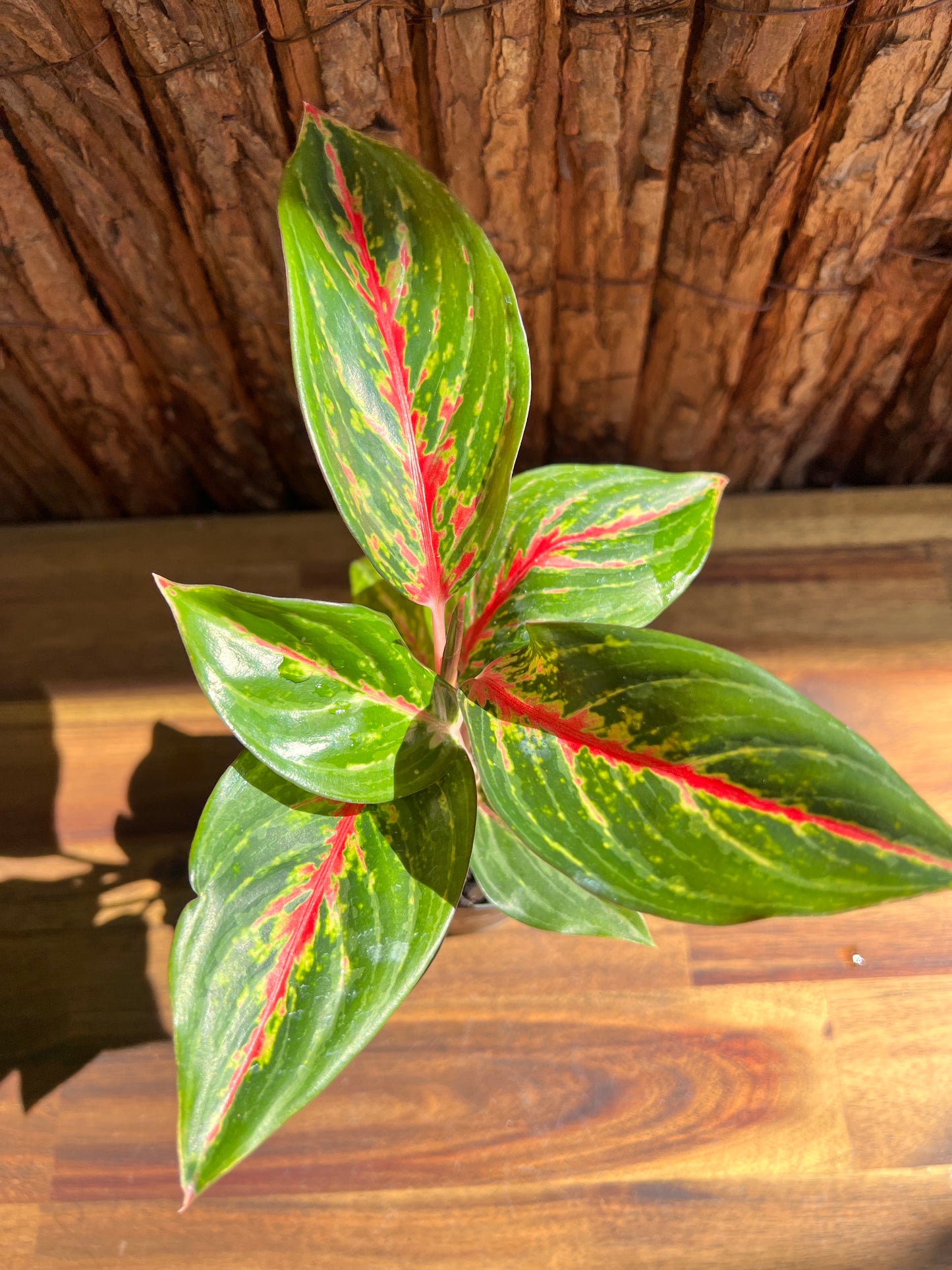 Aglaonema Ammaj Jareon B252