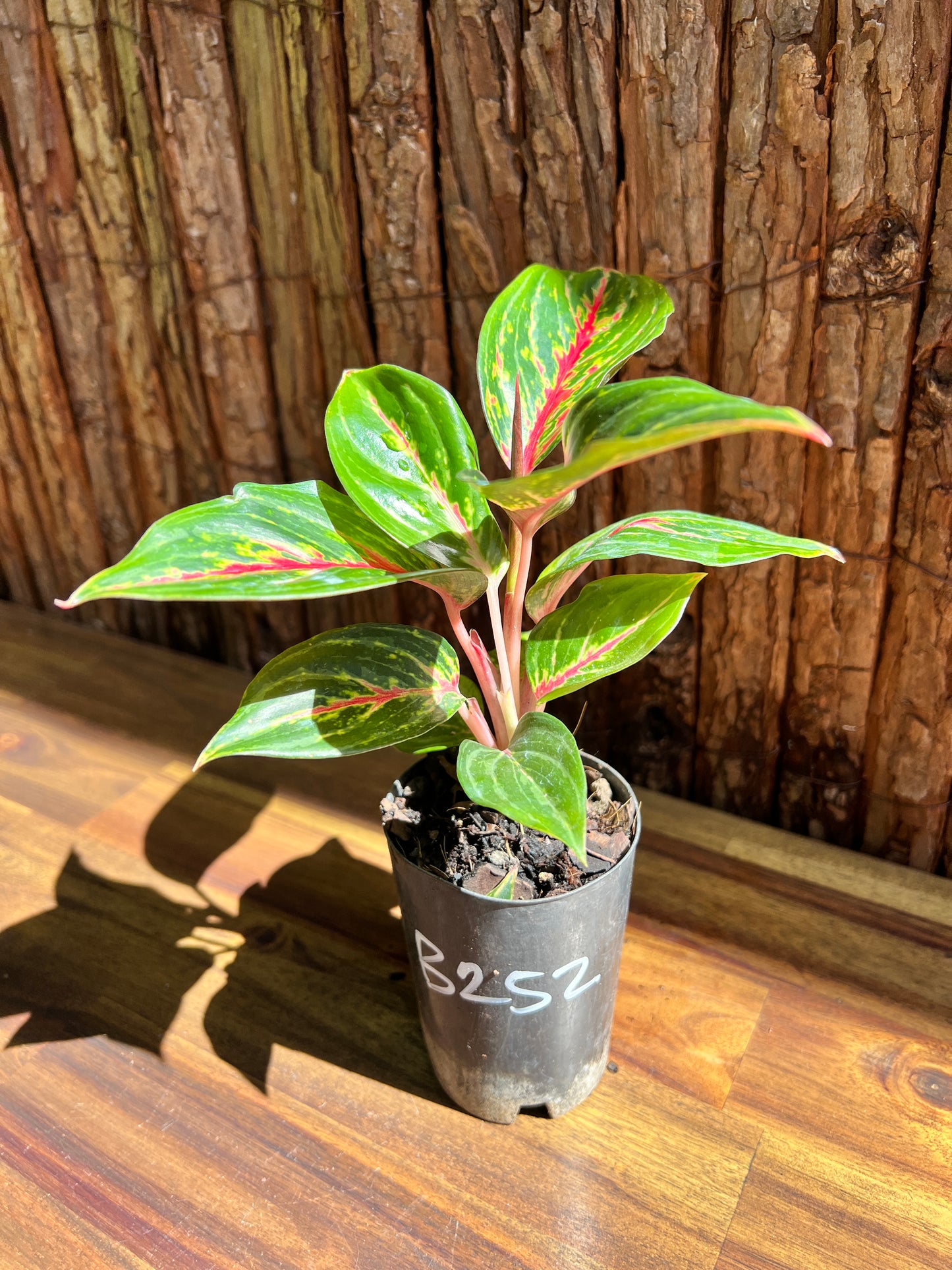 Aglaonema Ammaj Jareon B252