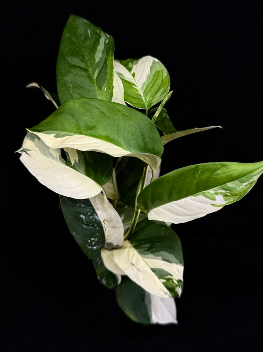 Monstera laniata Variegata D59