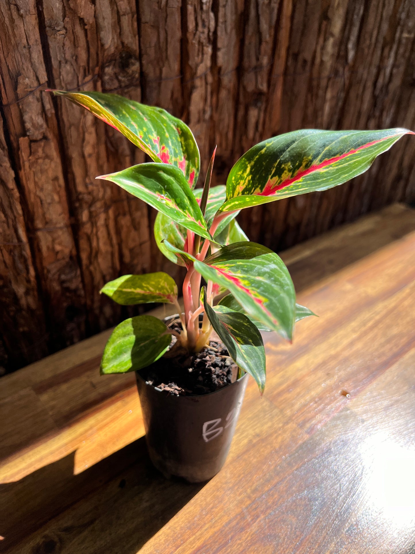 Aglaonema Ammaj Jareon B252