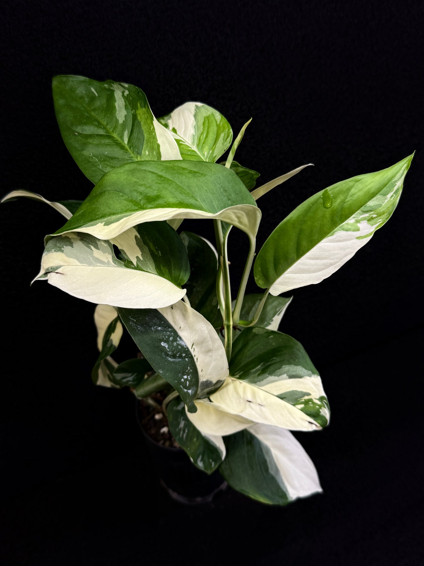 Monstera laniata Variegata D59