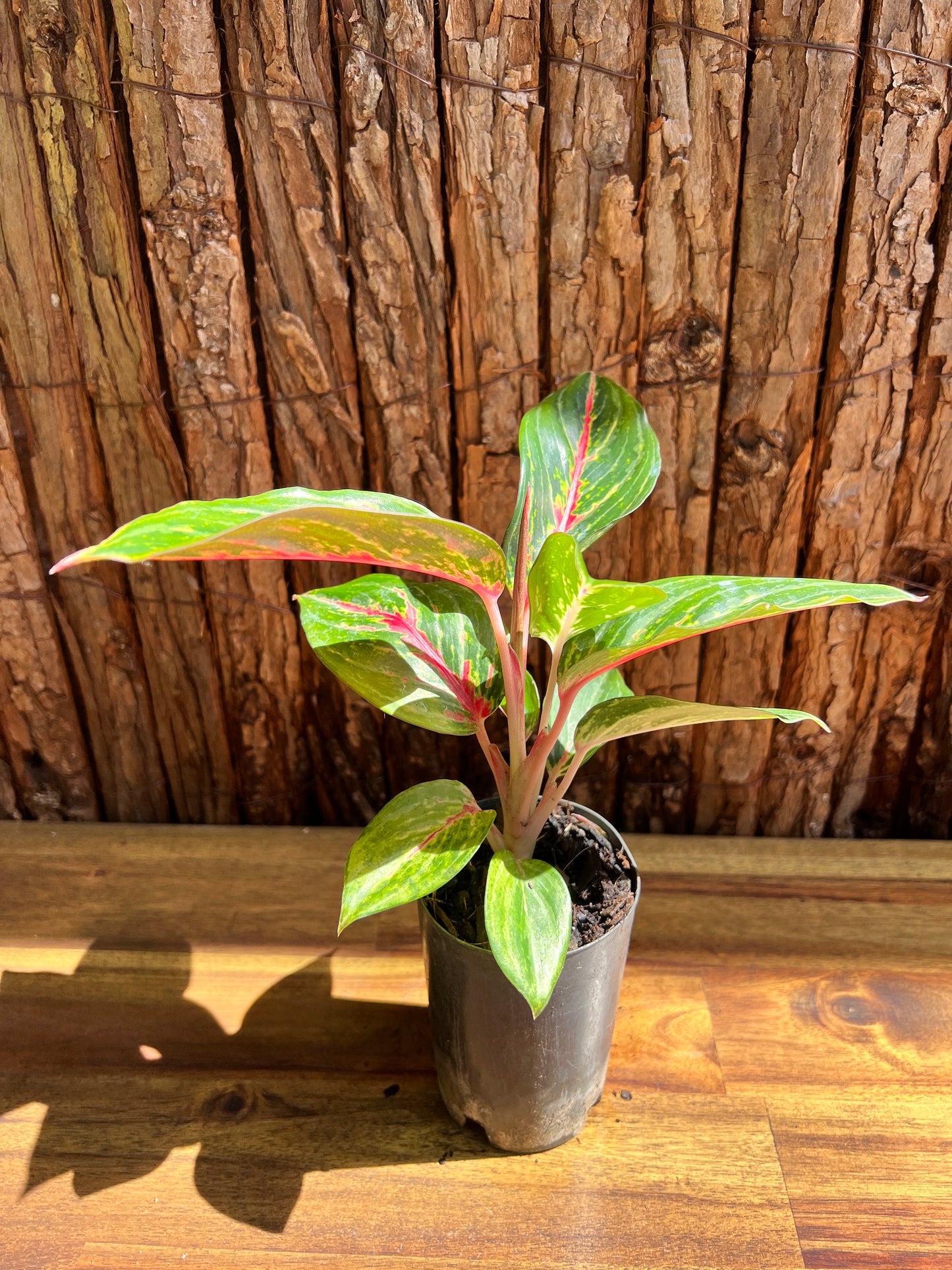 Aglaonema Ammaj Jareon B252