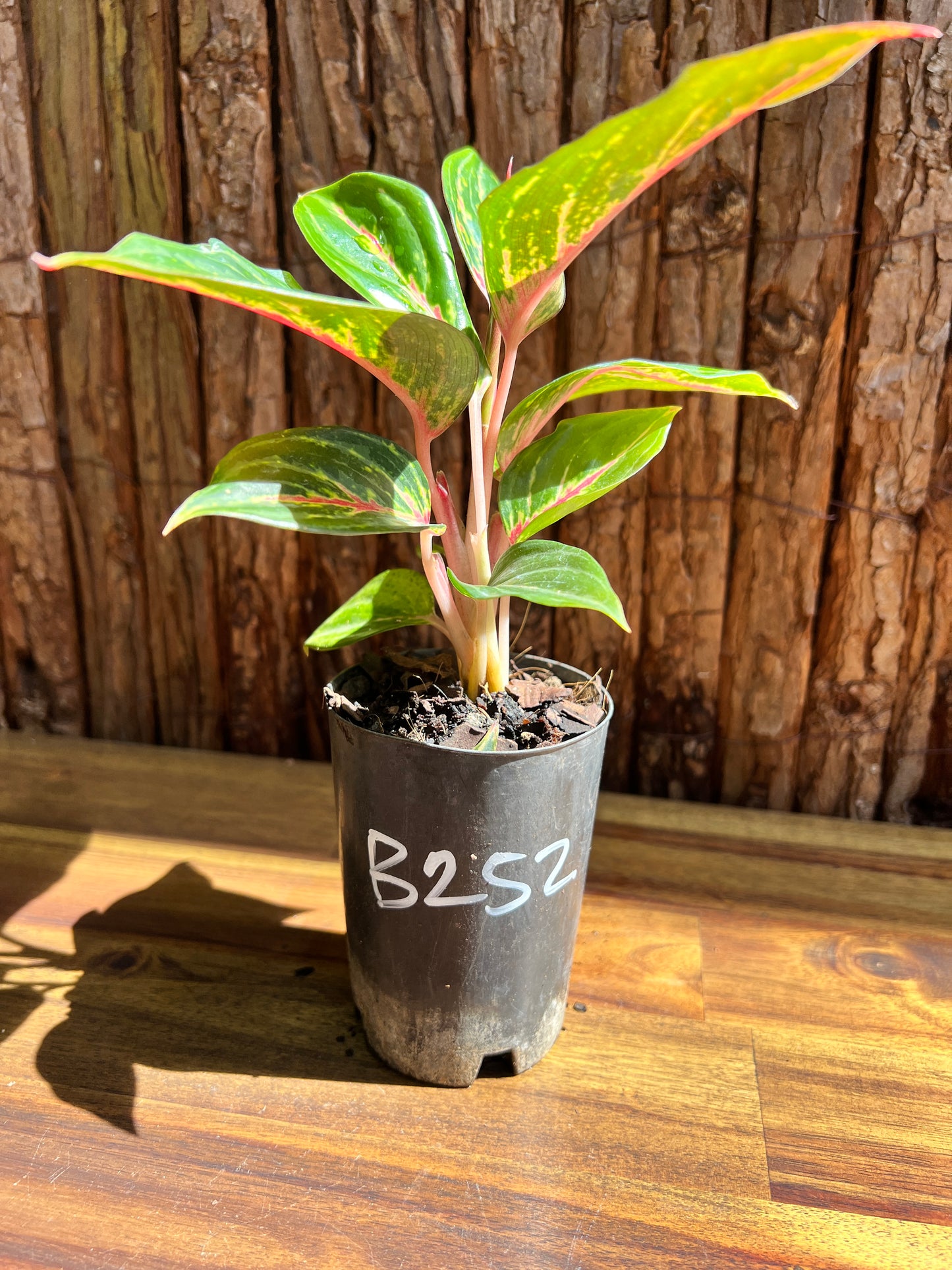 Aglaonema Ammaj Jareon B252