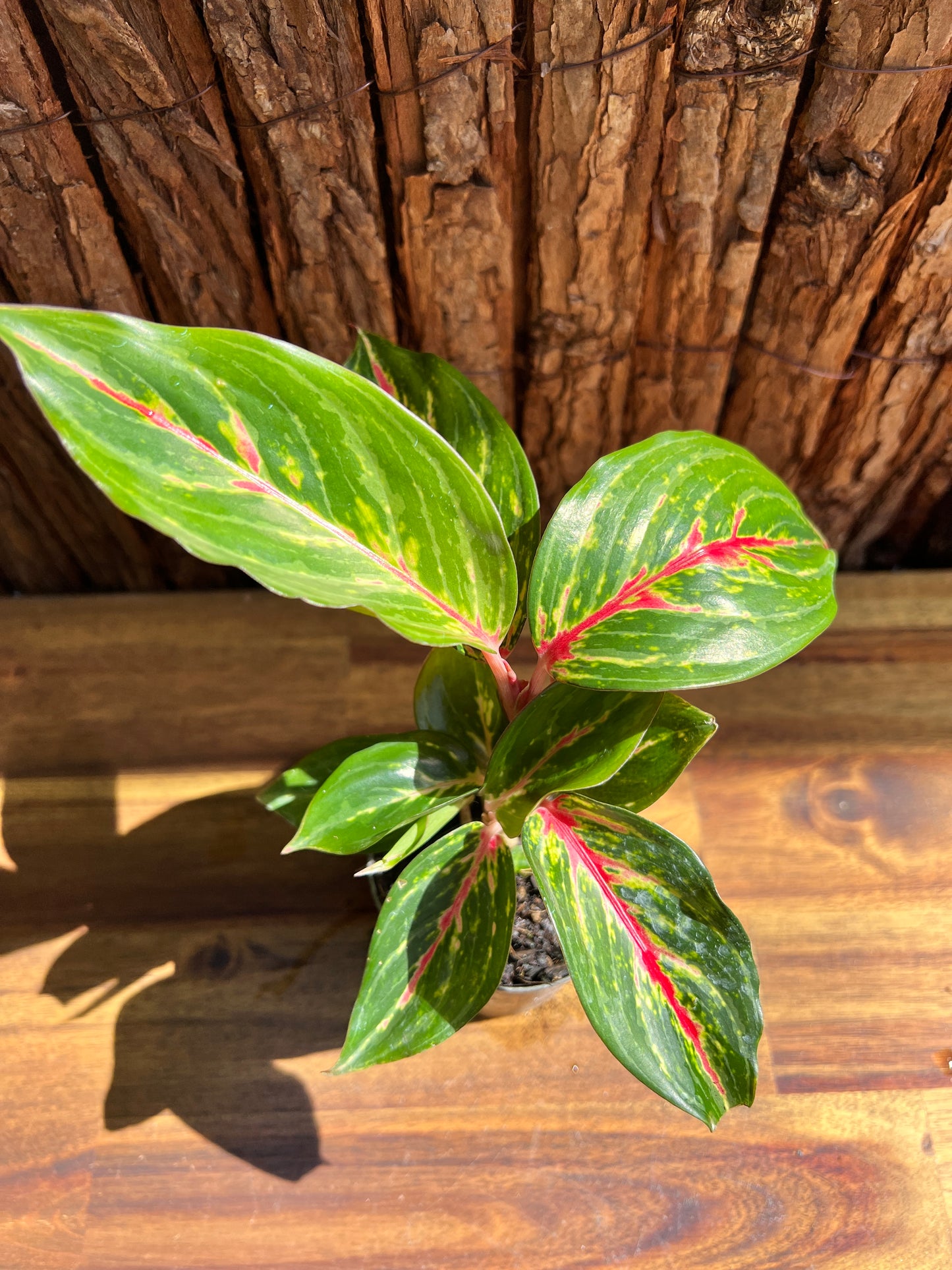 Aglaonema Ammaj Jareon B253