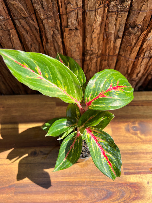 Aglaonema Ammaj Jareon B253