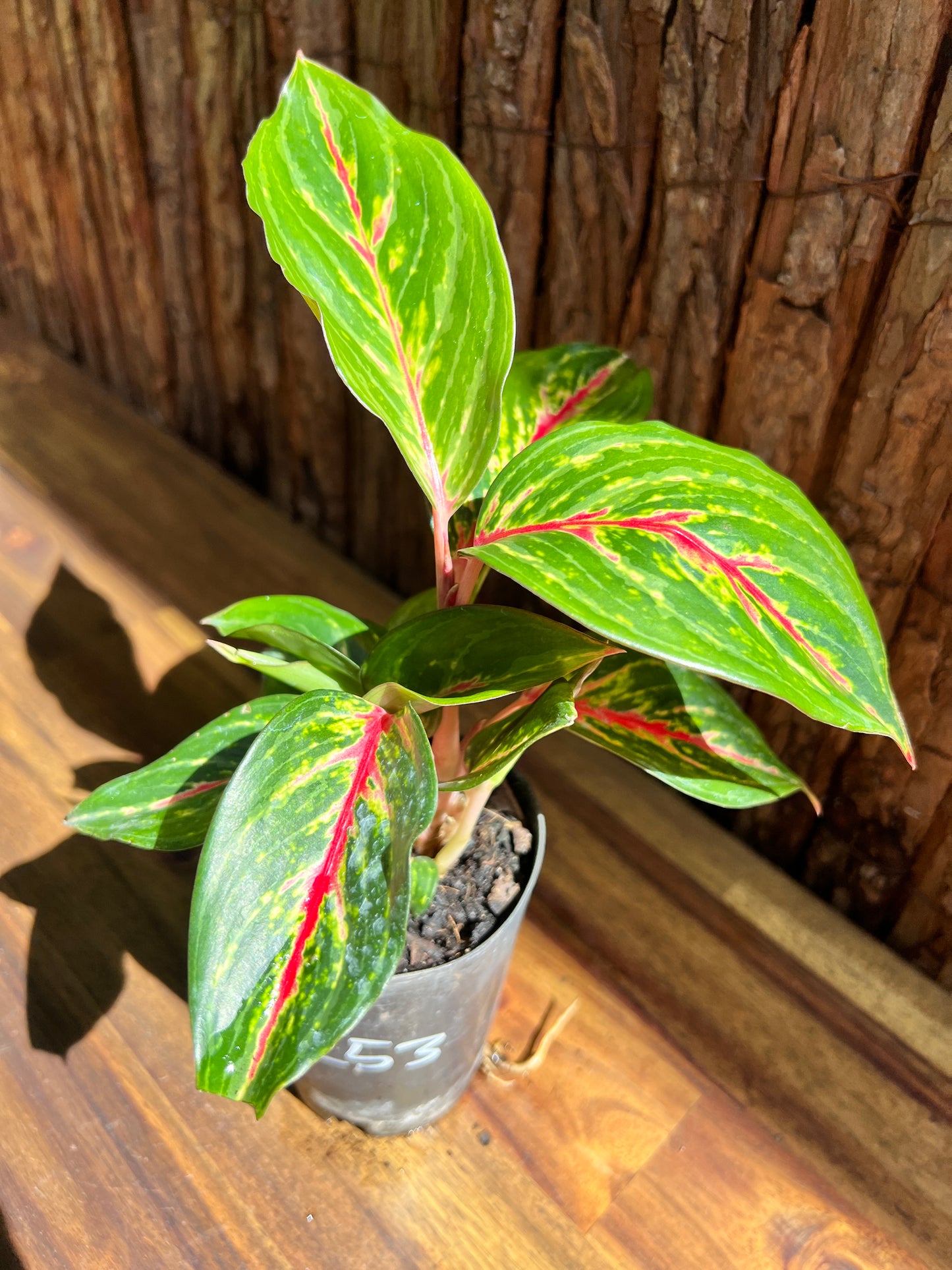 Aglaonema Ammaj Jareon B253