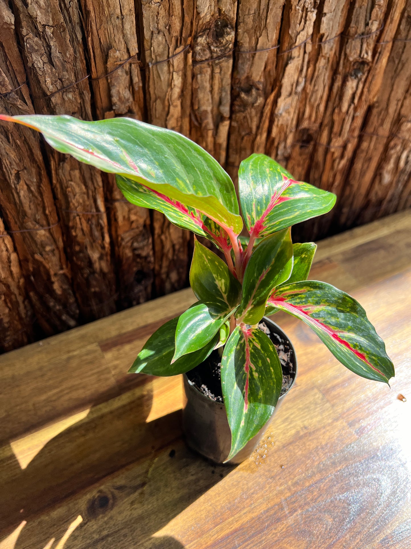 Aglaonema Ammaj Jareon B253