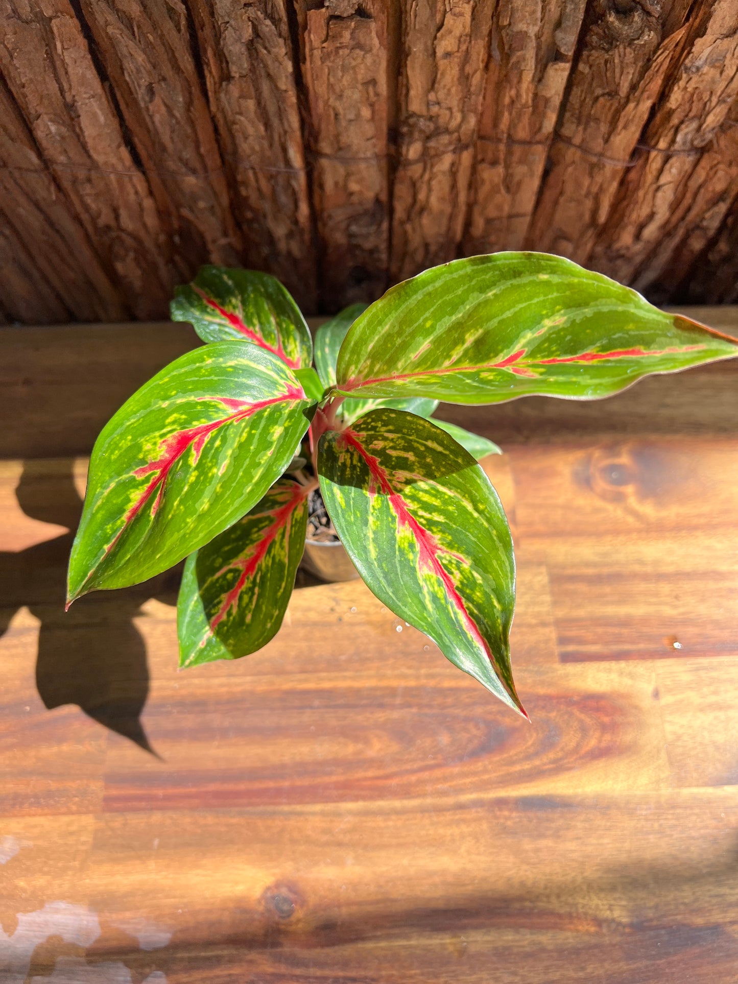 Aglaonema Ammaj Jareon B253