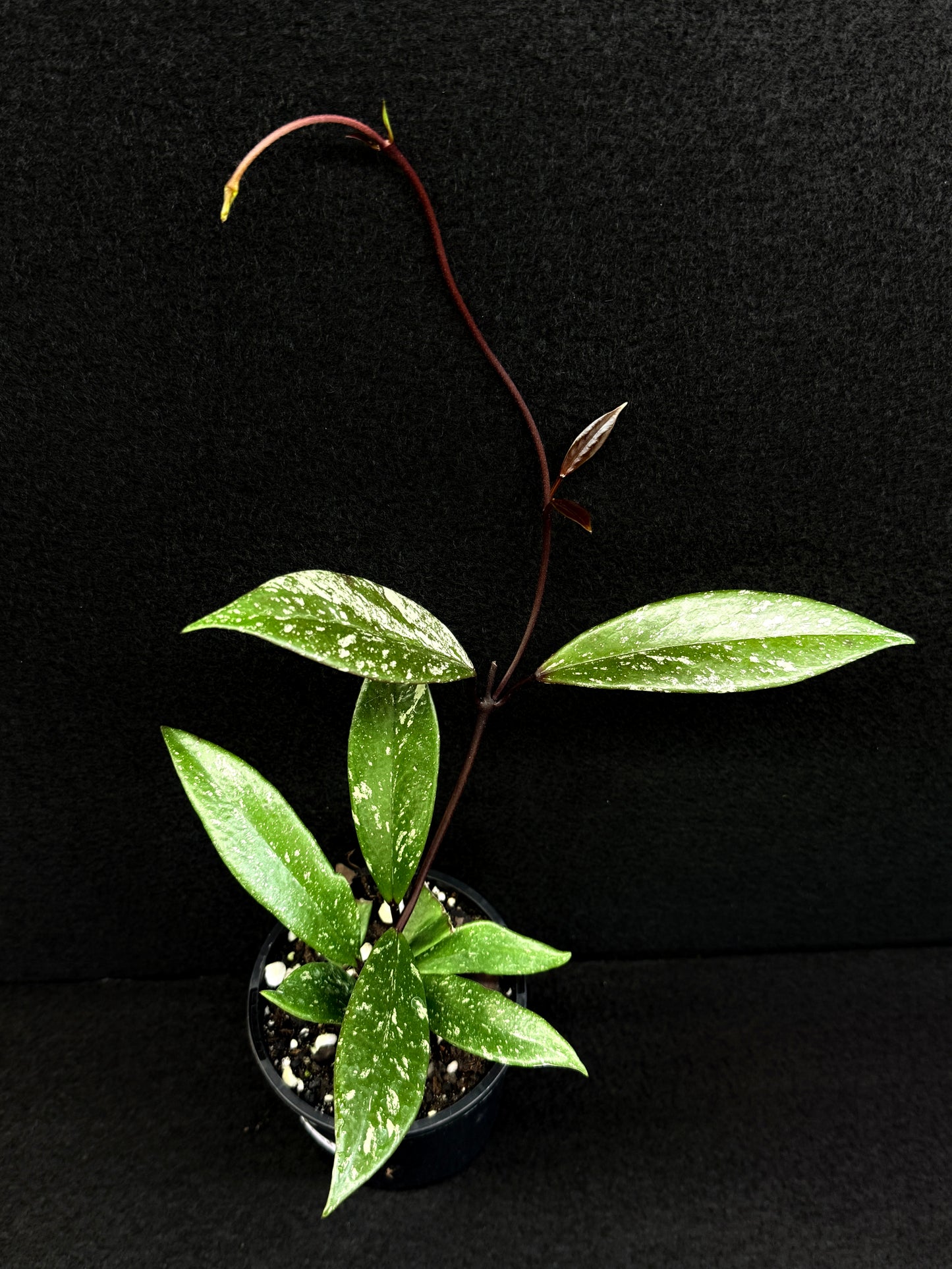 Hoya pubicaly x Chinese Black C35