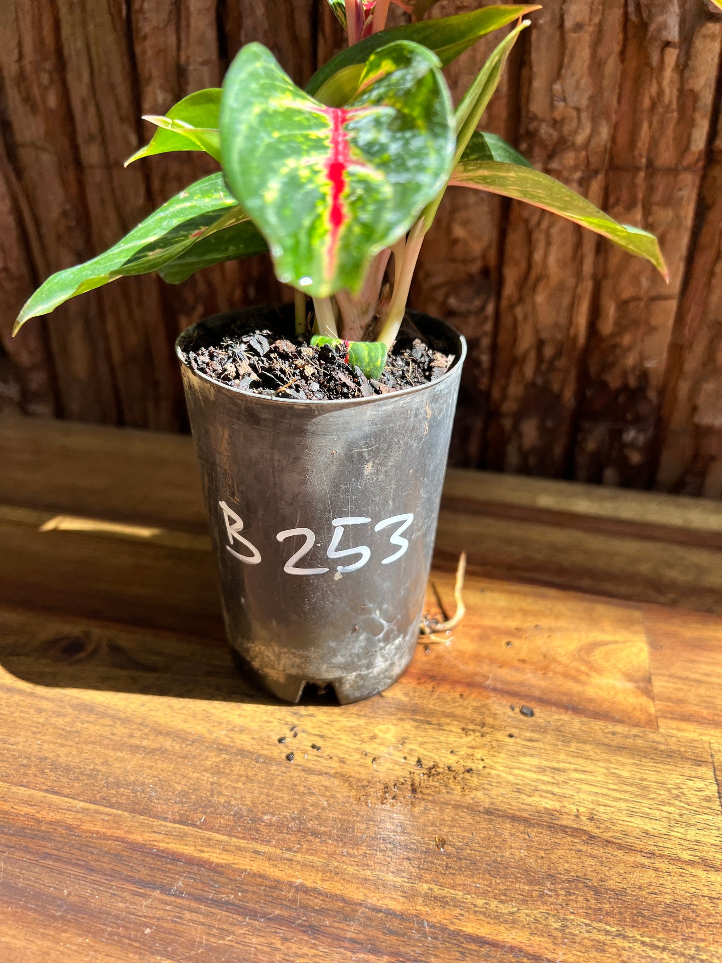 Aglaonema Ammaj Jareon B253