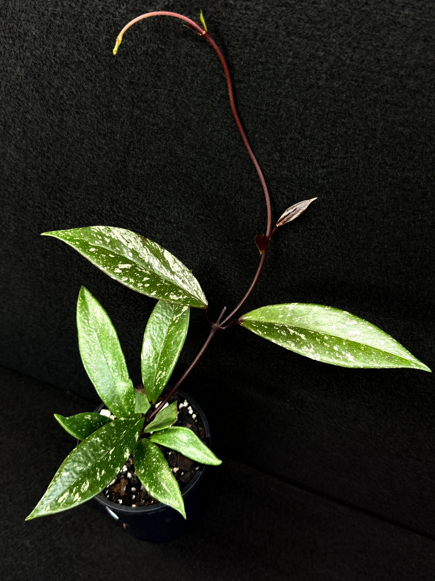Hoya pubicaly x Chinese Black C35