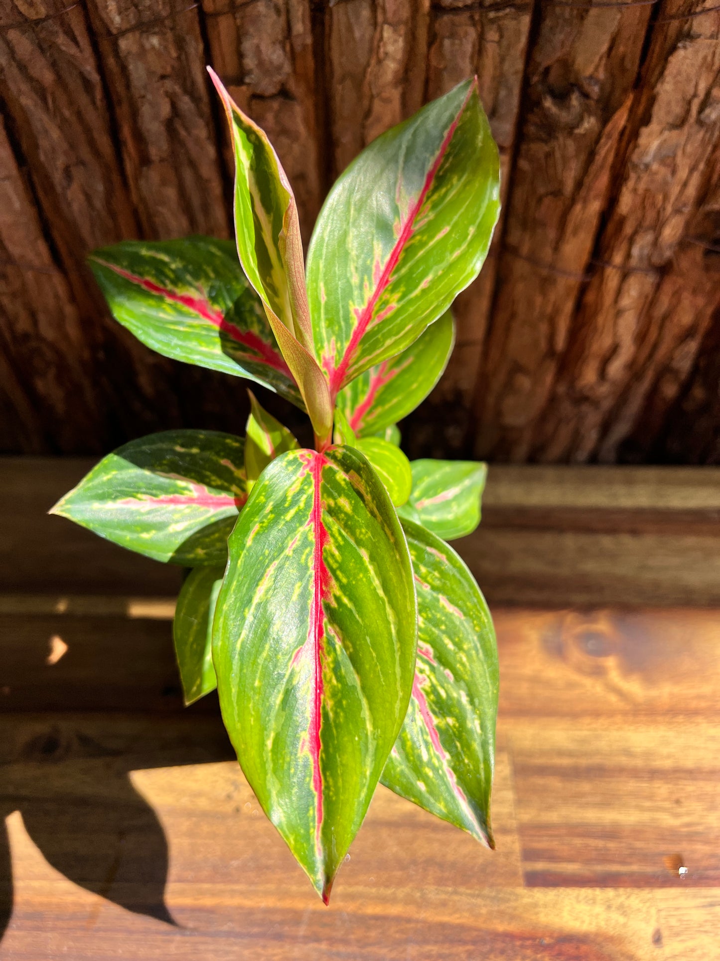 Aglaonema Ammaj Jareon B254