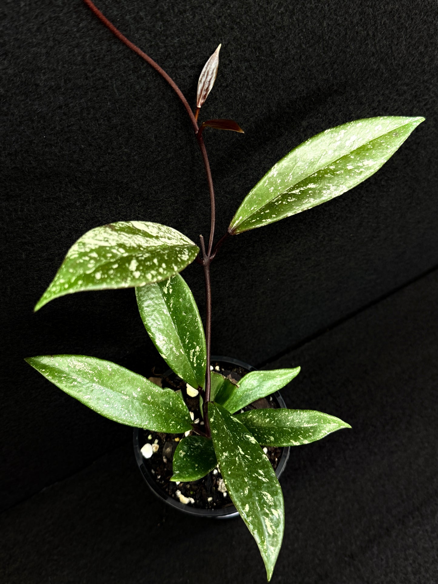 Hoya pubicaly x Chinese Black C35